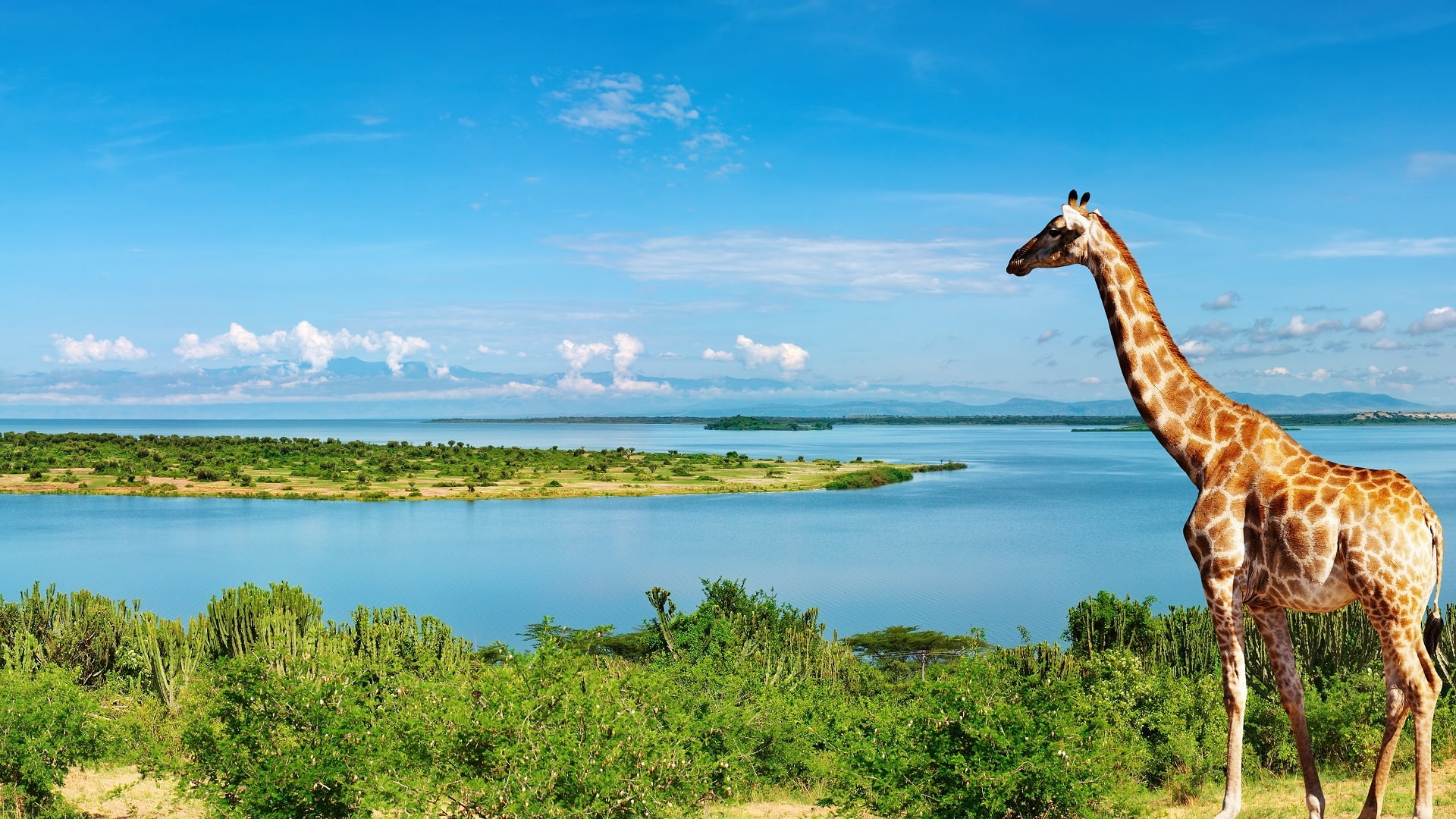 brown, white, Nile, 1080P, River, Side, Africa, Giraffe, HD Wallpaper