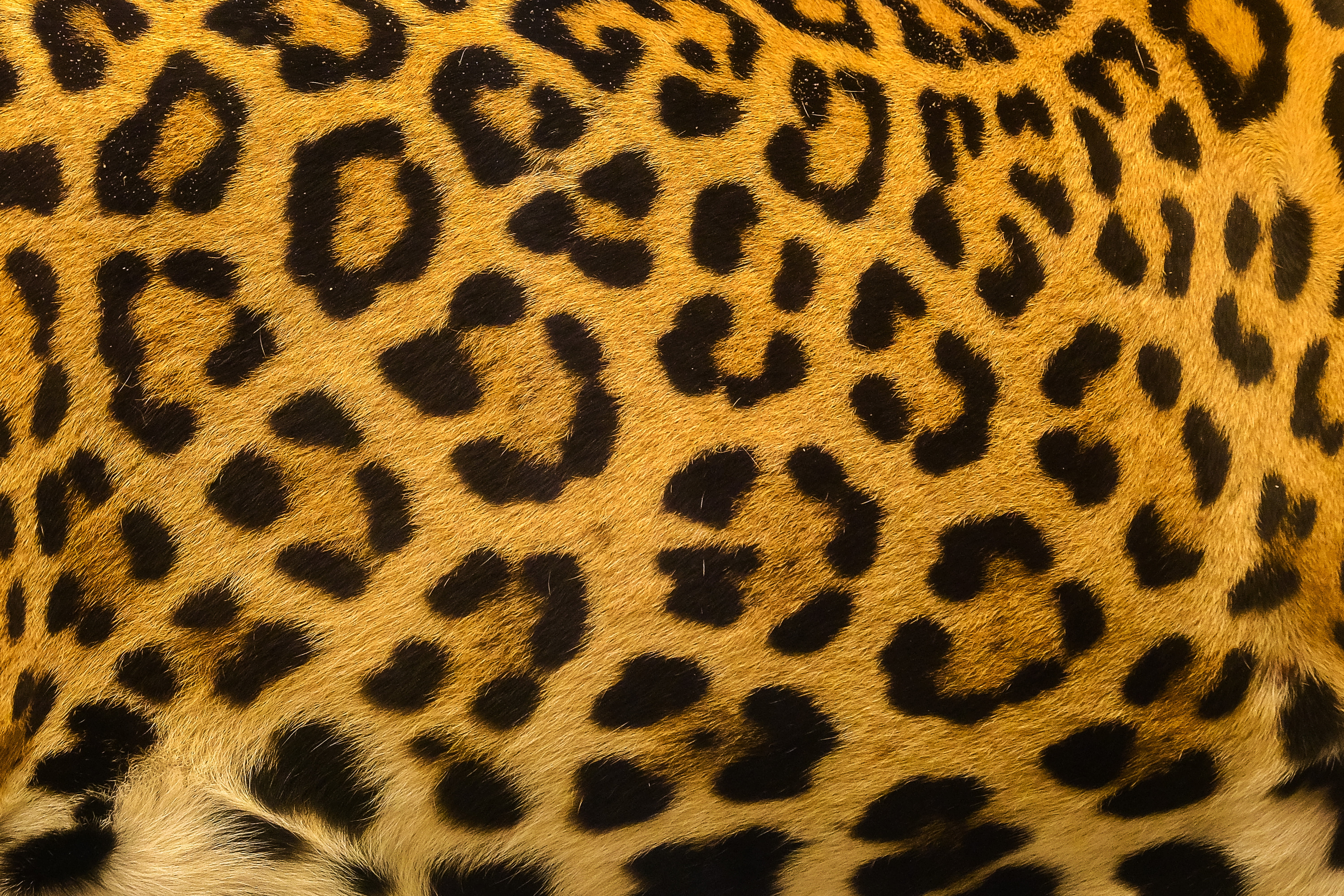 background, fur, texture, leopard, skin, 5K, HD Wallpaper