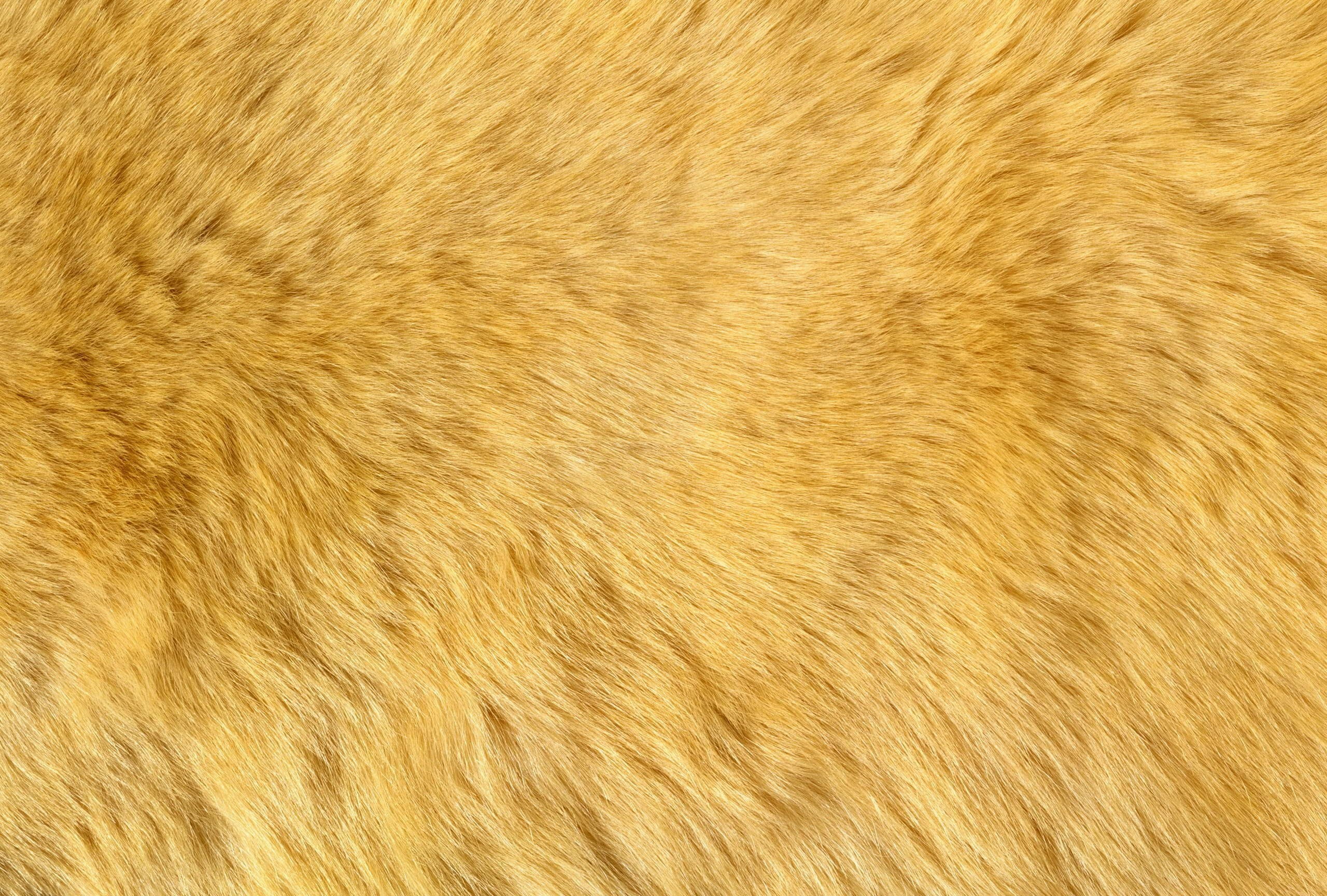 nature, fluff, animal Skin, one animal, pets, animal body part, mammal, animal themes, clean, close-up, 2K, animal Hair, textured, animal, fur, pattern, HD Wallpaper