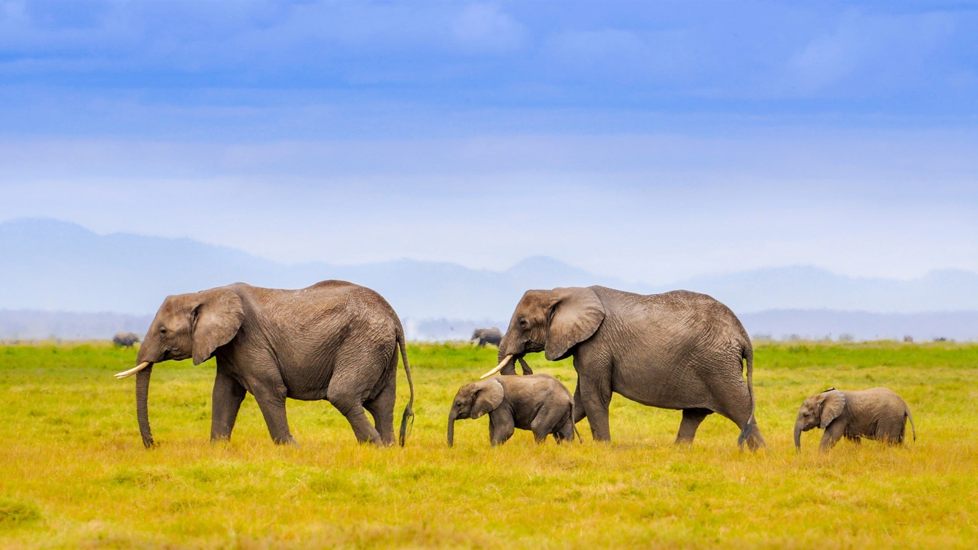 1080P, Grass, Elephants, Sky, Africa, Blue, Family, HD Wallpaper