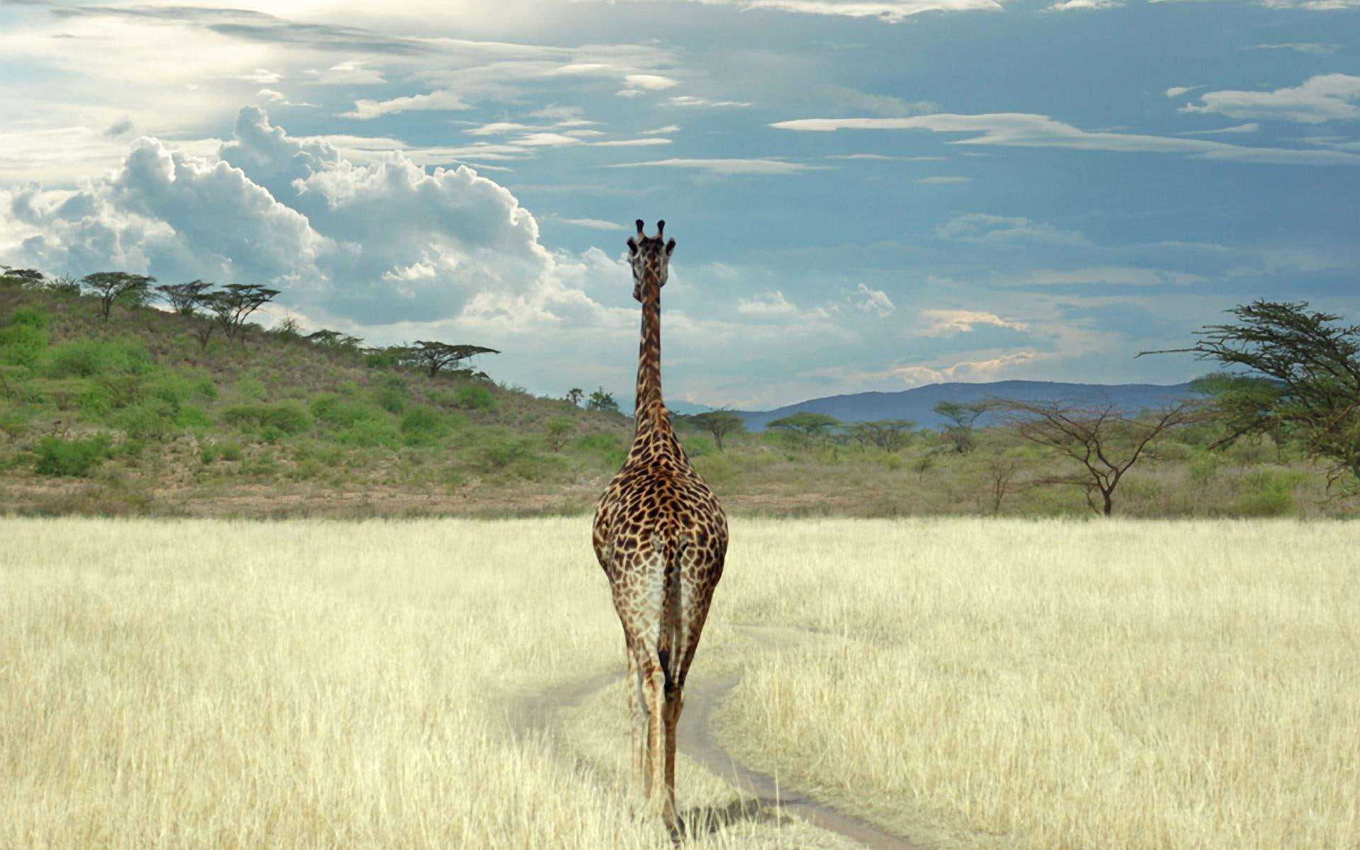 safari, animals, wilderness, superb, giraffe, africa, nature, 1080P, HD Wallpaper