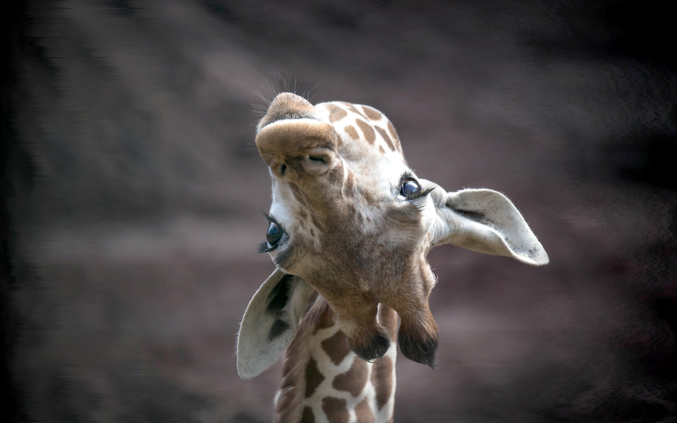 2K, Up, Giraffe, Face, Look, HD Wallpaper