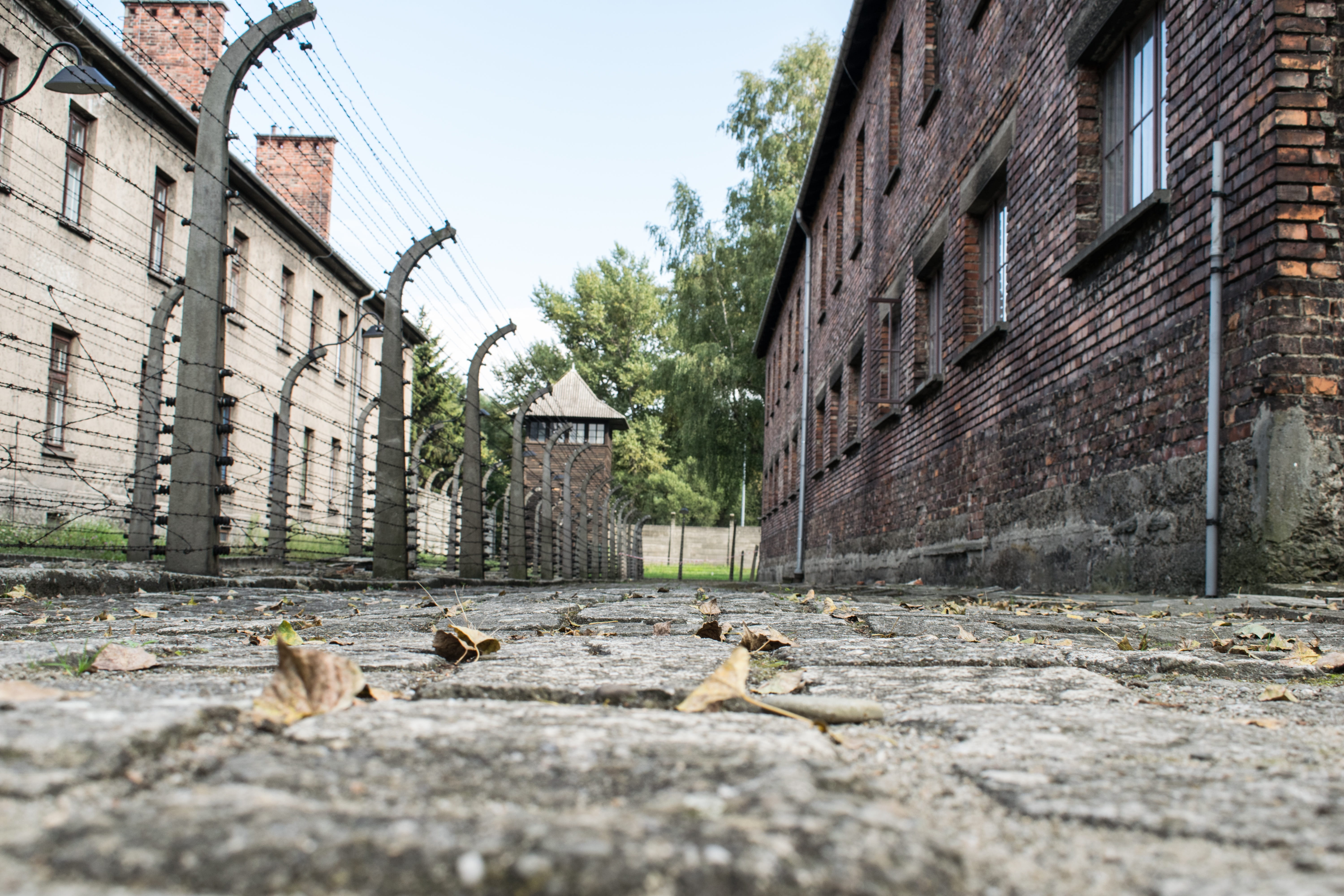 sadness, brick, animal themes, building exterior, day, residential district, world war, buildings, nazism, old, holocaust memorial, plant, barbed wire, HD Wallpaper