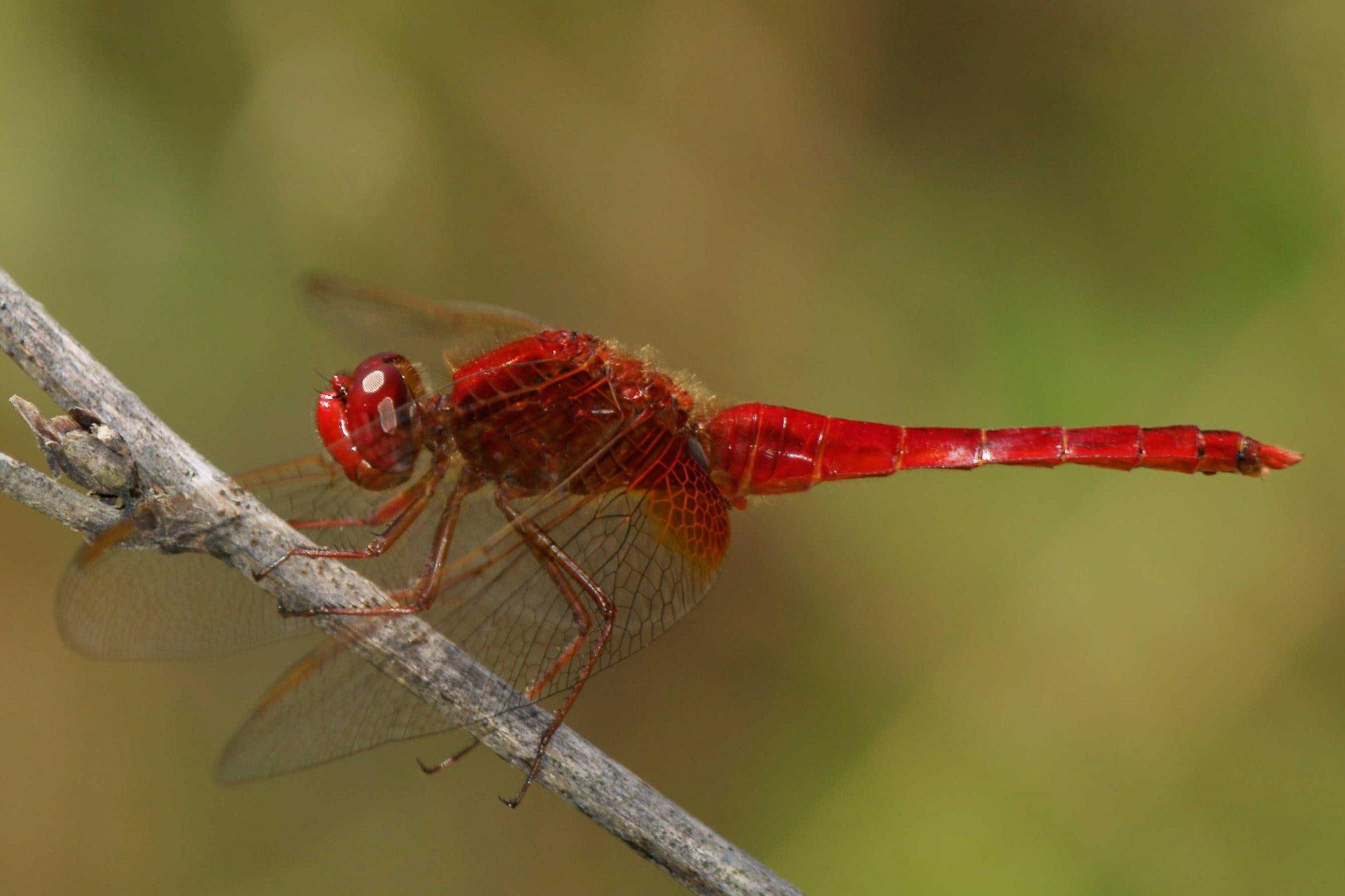 macro image, insect, close up, greece, photograph, dragon, wings, picture, exist, wall, 1080P, dragons, dragonfly, HD Wallpaper