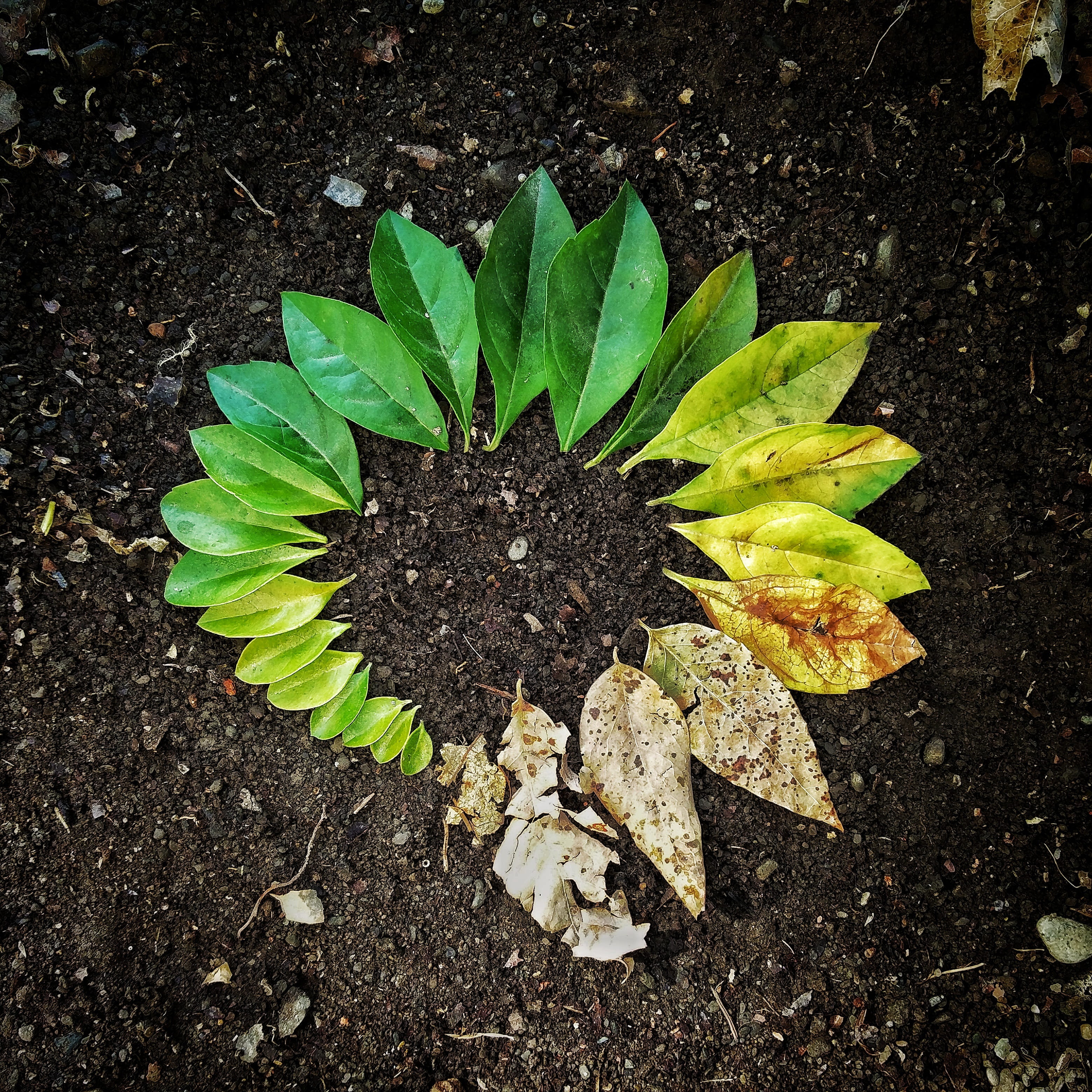 freshness, creativity, garden, natural, plant, seasonal, ecology, cycle, circle, age, palette, no people, circular, environment, pollen, high angle view, Phone HD Wallpaper