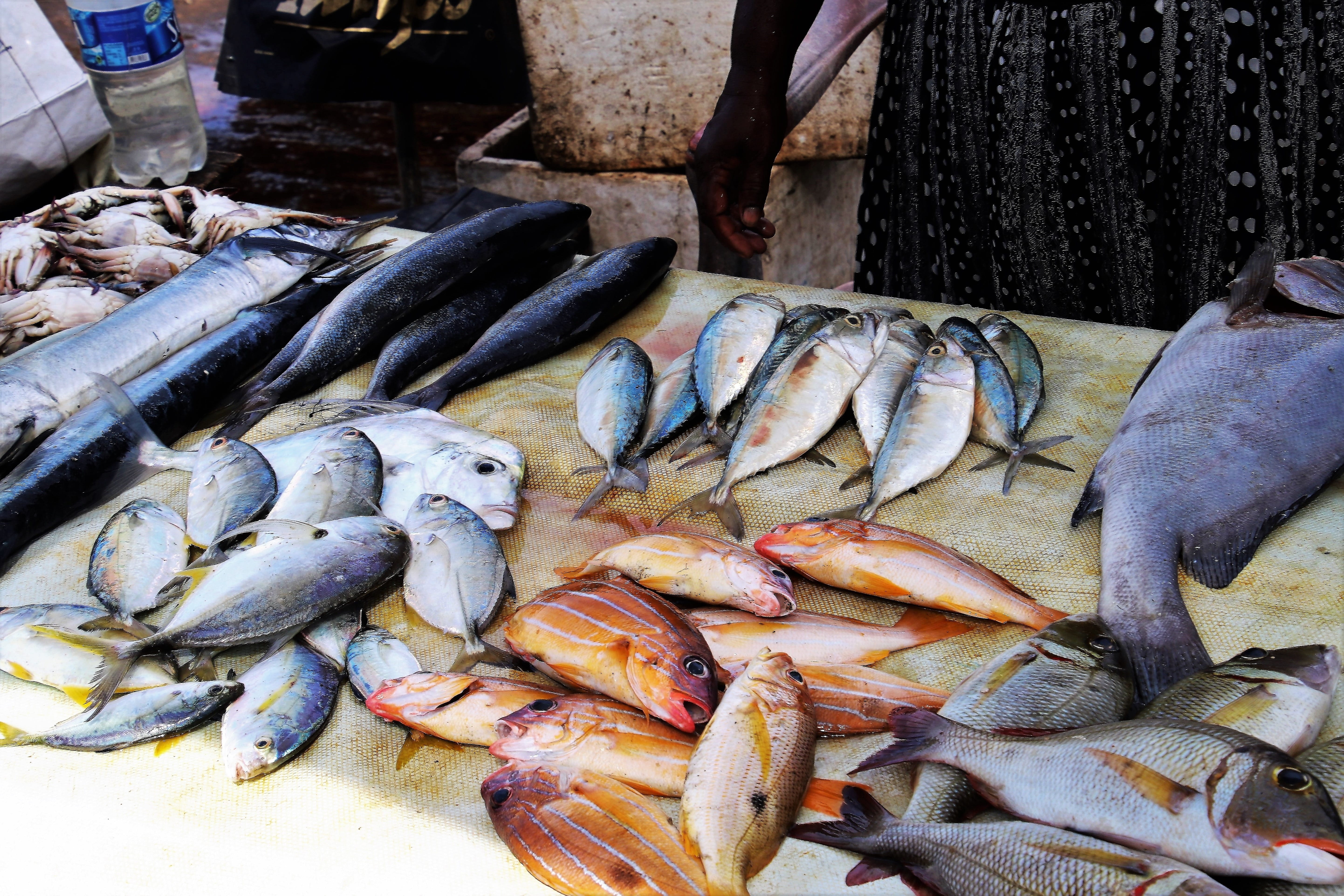 still life, fish, fish market, catch, large group of objects, ocean, trade, bazaar, sea, silver, the fishermen, mackerel, consumerism, animal, healthy eating, HD Wallpaper