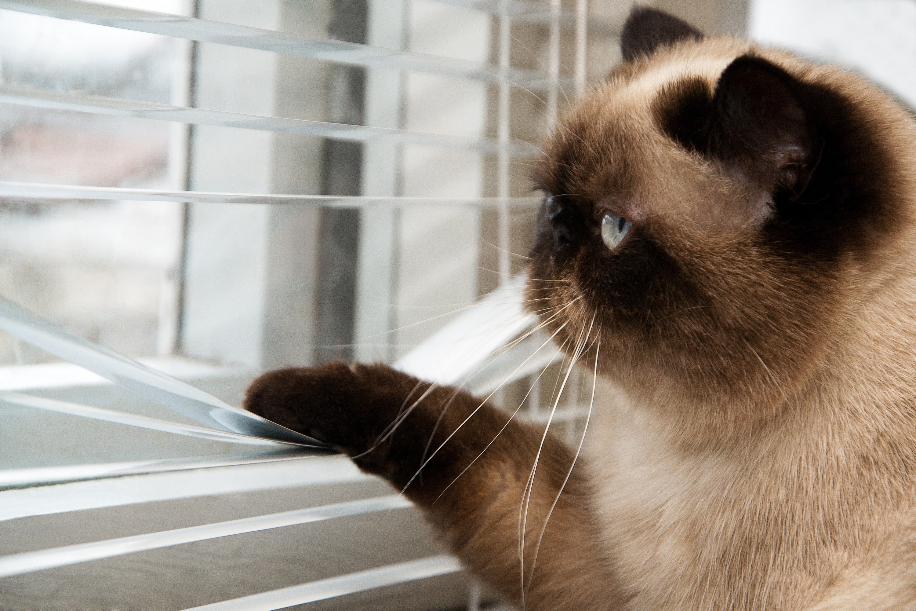 cat, 2K, Grumpy Cat, animals, HD Wallpaper