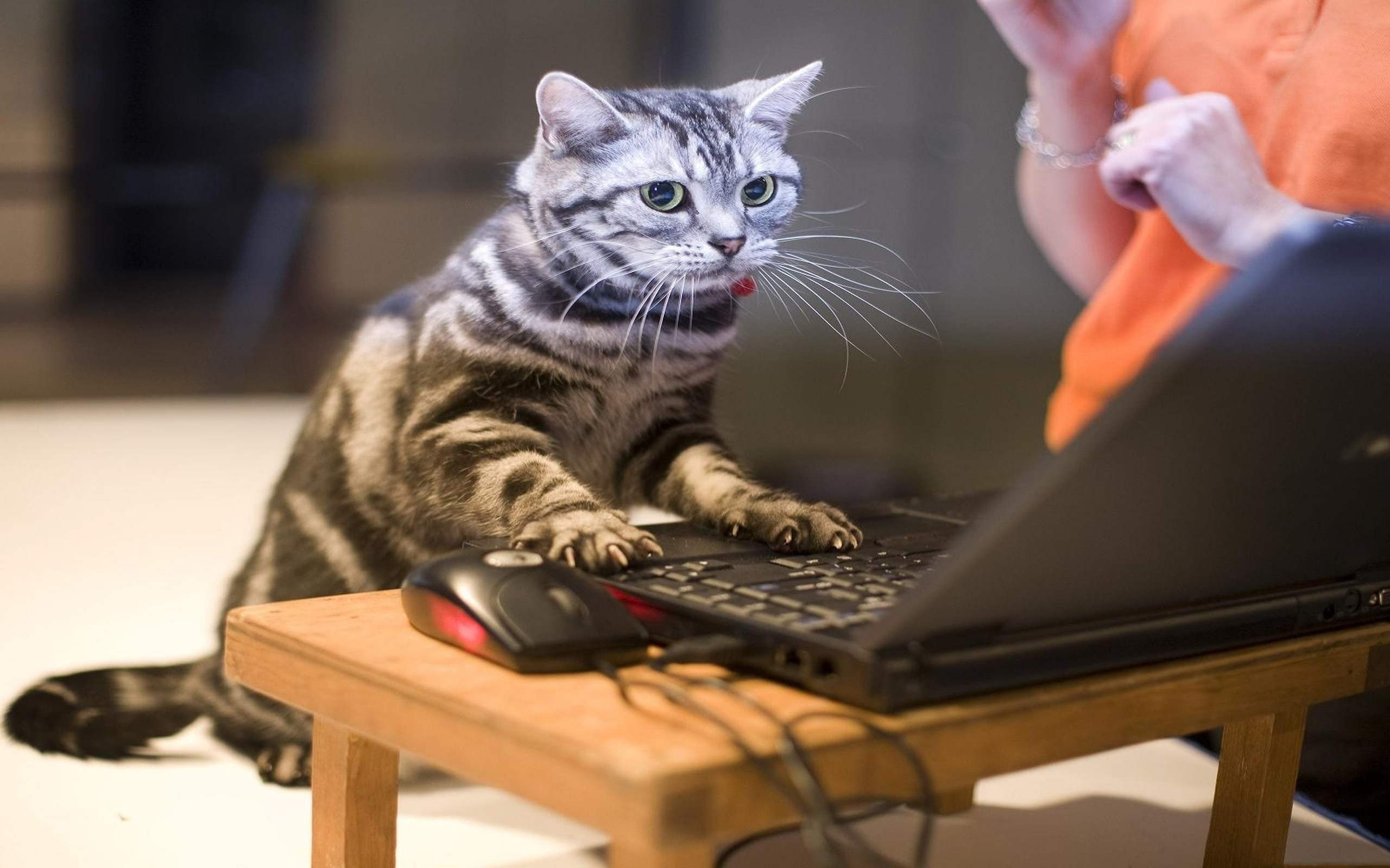 humor, quote, grumpy, cat, meme, 2K, computer, funny, HD Wallpaper