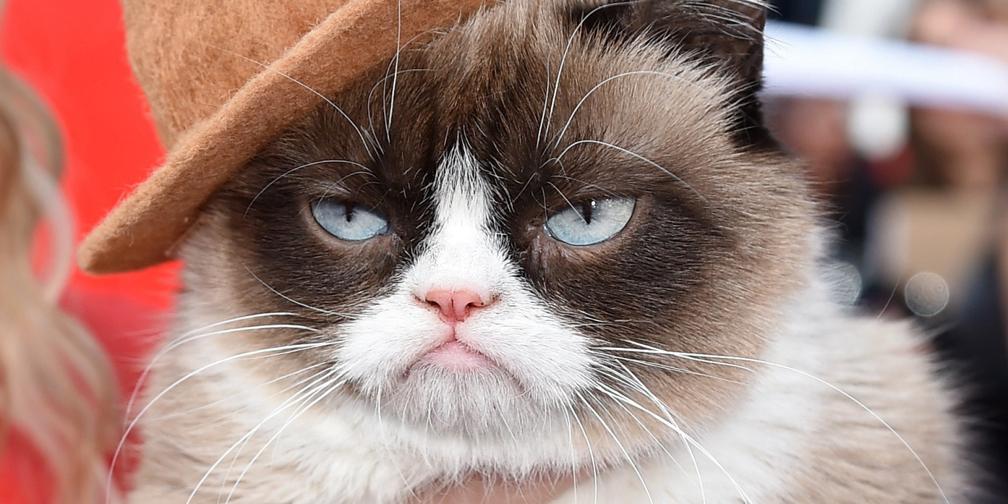 1080P, cat, humor, meme, funny, quote, grumpy, HD Wallpaper