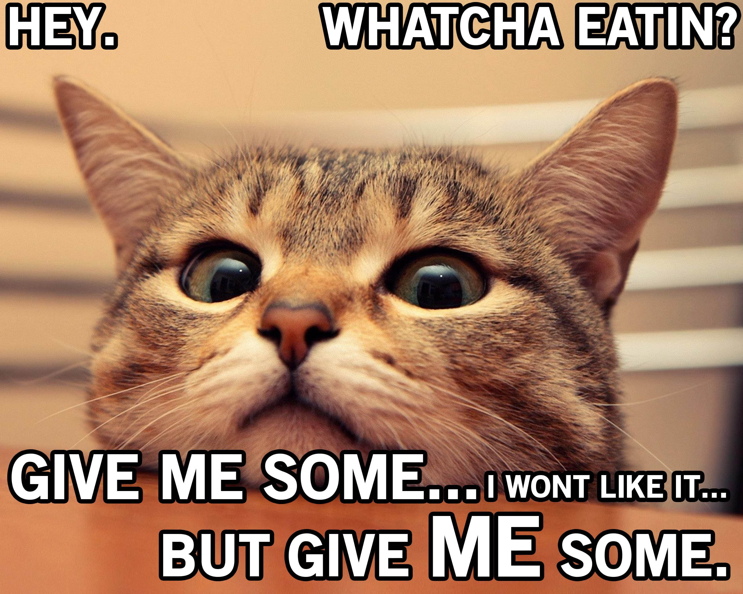 one animal, domestic, meme, 2K, indoors, feline, communication, young animal, looking at camera, 4, grumpy, no people, close-up, animal eye, western script, HD Wallpaper
