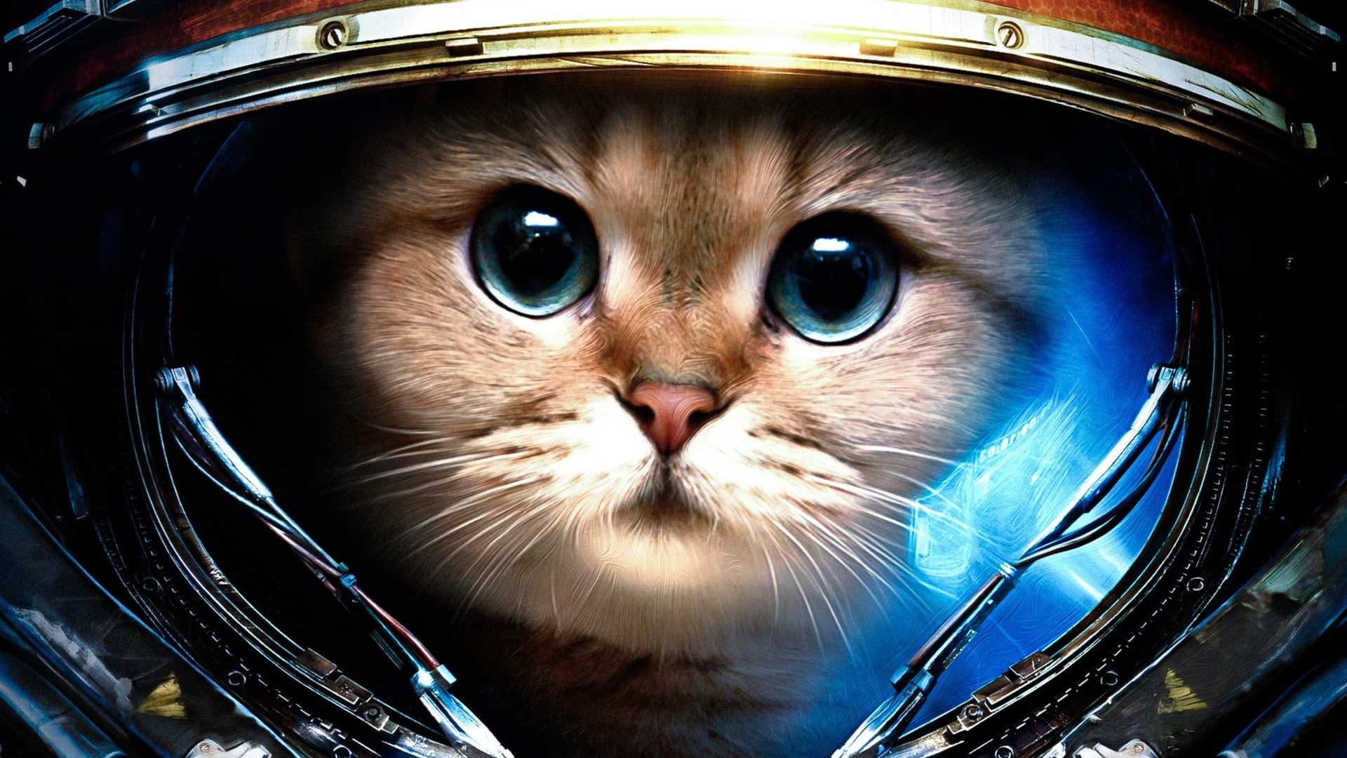starcraft, domestic cat, cats, portrait, one animal, astronaut, animal body part, animal eye, no people, space, 1080P, feline, pets, domestic animals, HD Wallpaper