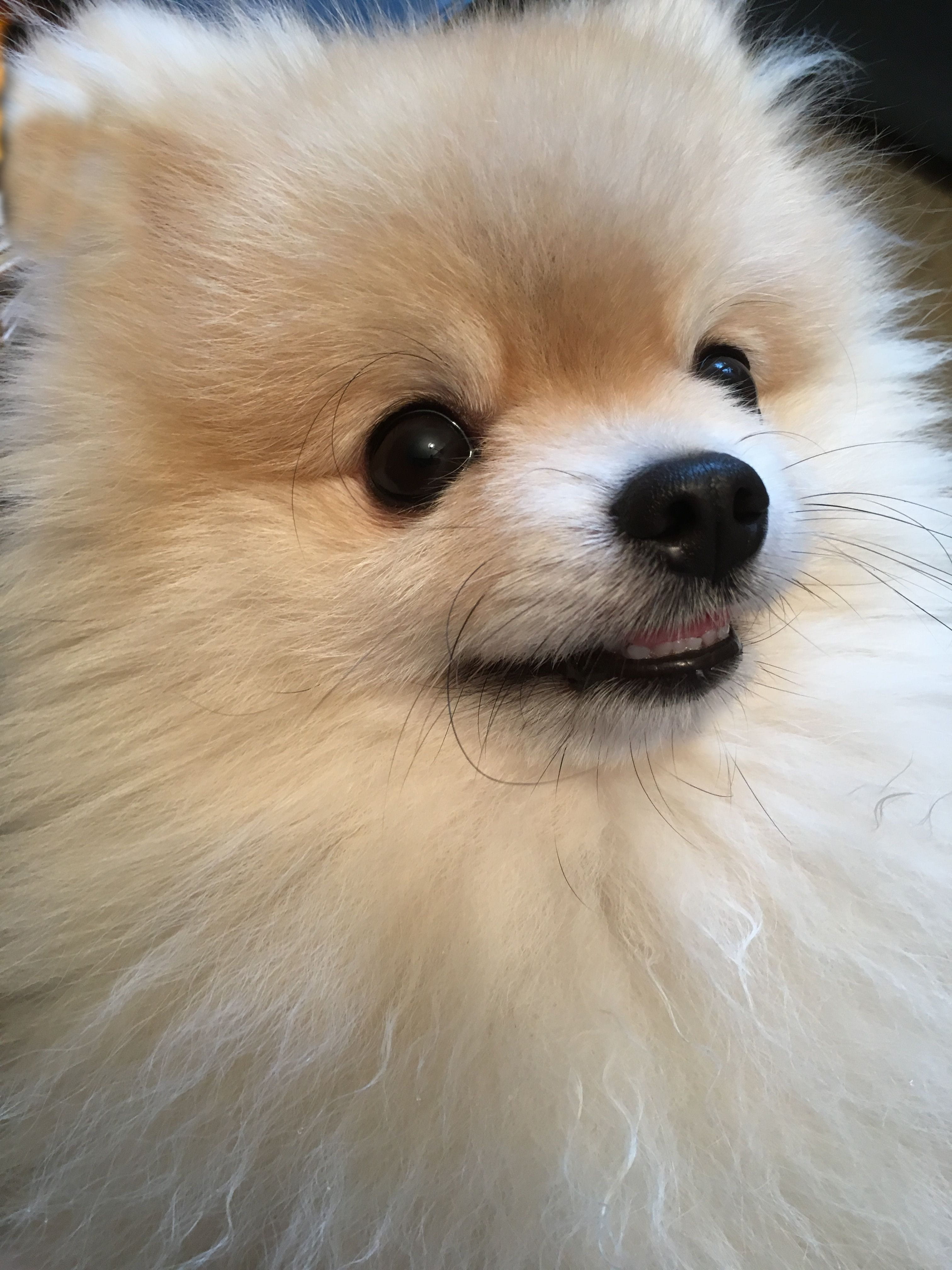 looking away, no people, hair, one animal, indoors, snout, vertebrate, animal head, sweet, animal body part, pomeranian, animal, domestic animals, dog, Phone HD Wallpaper