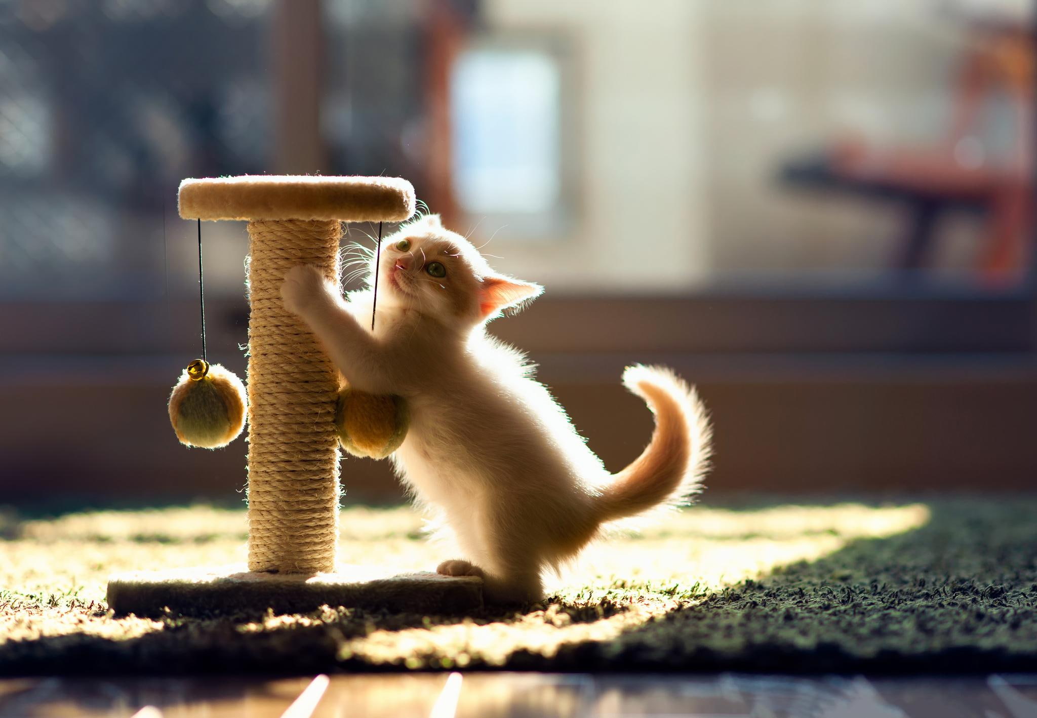 post, playful, kitten, cats, cat, 1080P, scratch, white, animals, animal, HD Wallpaper