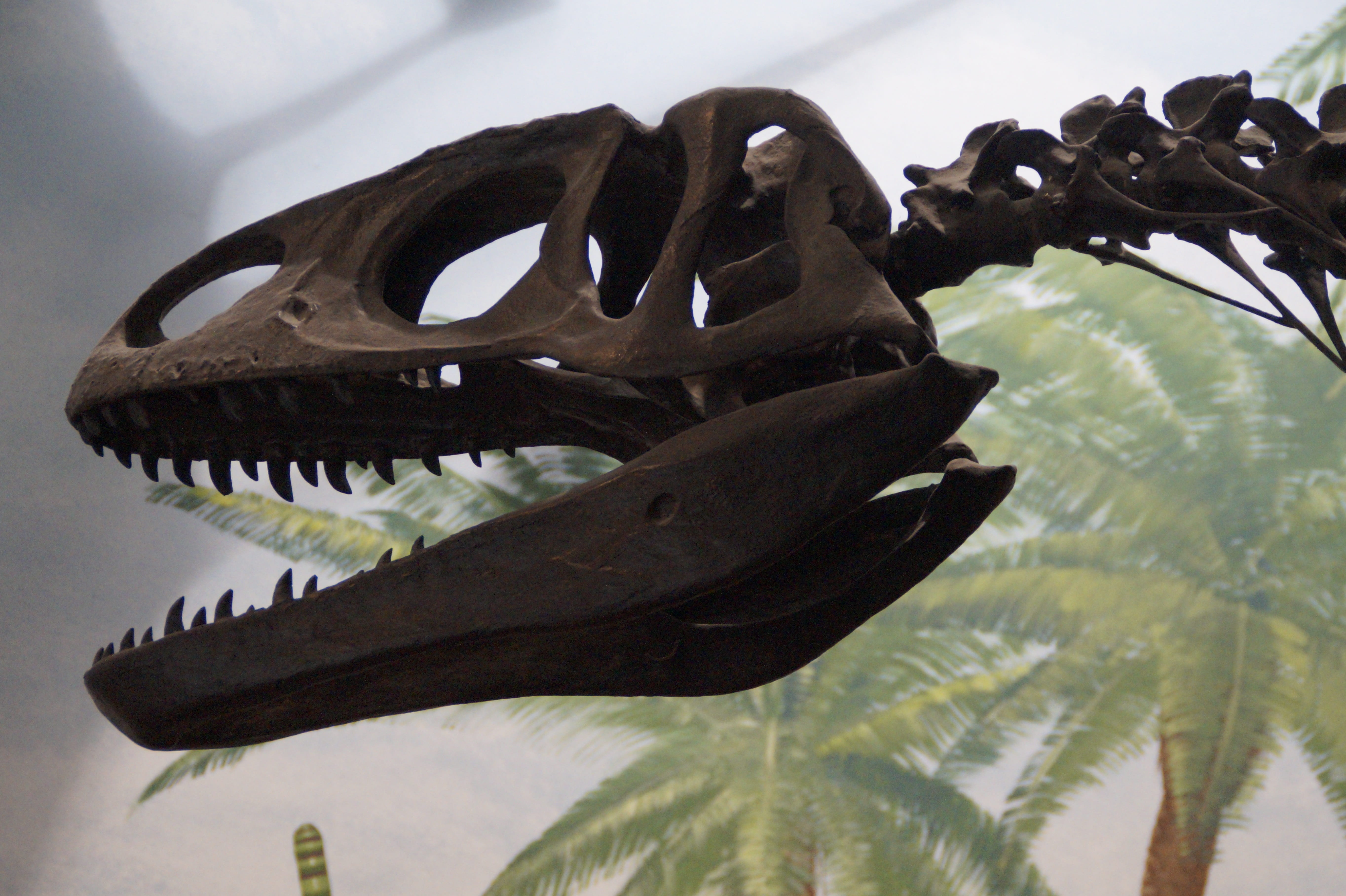 water, skeleton, skull, animal wildlife, carnivores, museum, one animal, prehistoric, nature, paleontology, replica, day, frame, hagbard, animal themes, HD Wallpaper