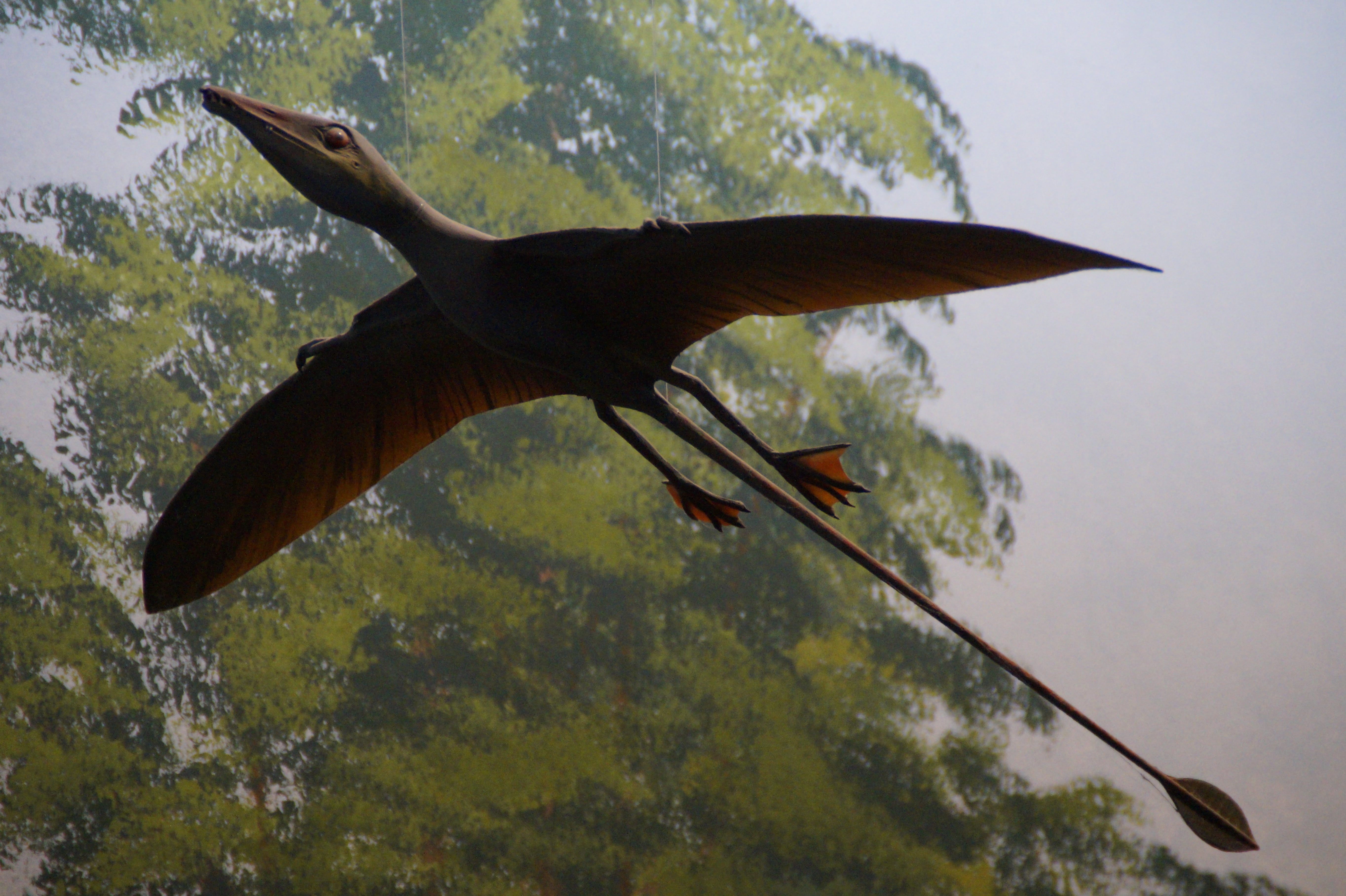 natural history museum, exhibit, underwater, museum of natural history, wing, animal themes, replica, mid-air, fly, low angle view, dinosaur, vertebrate, HD Wallpaper