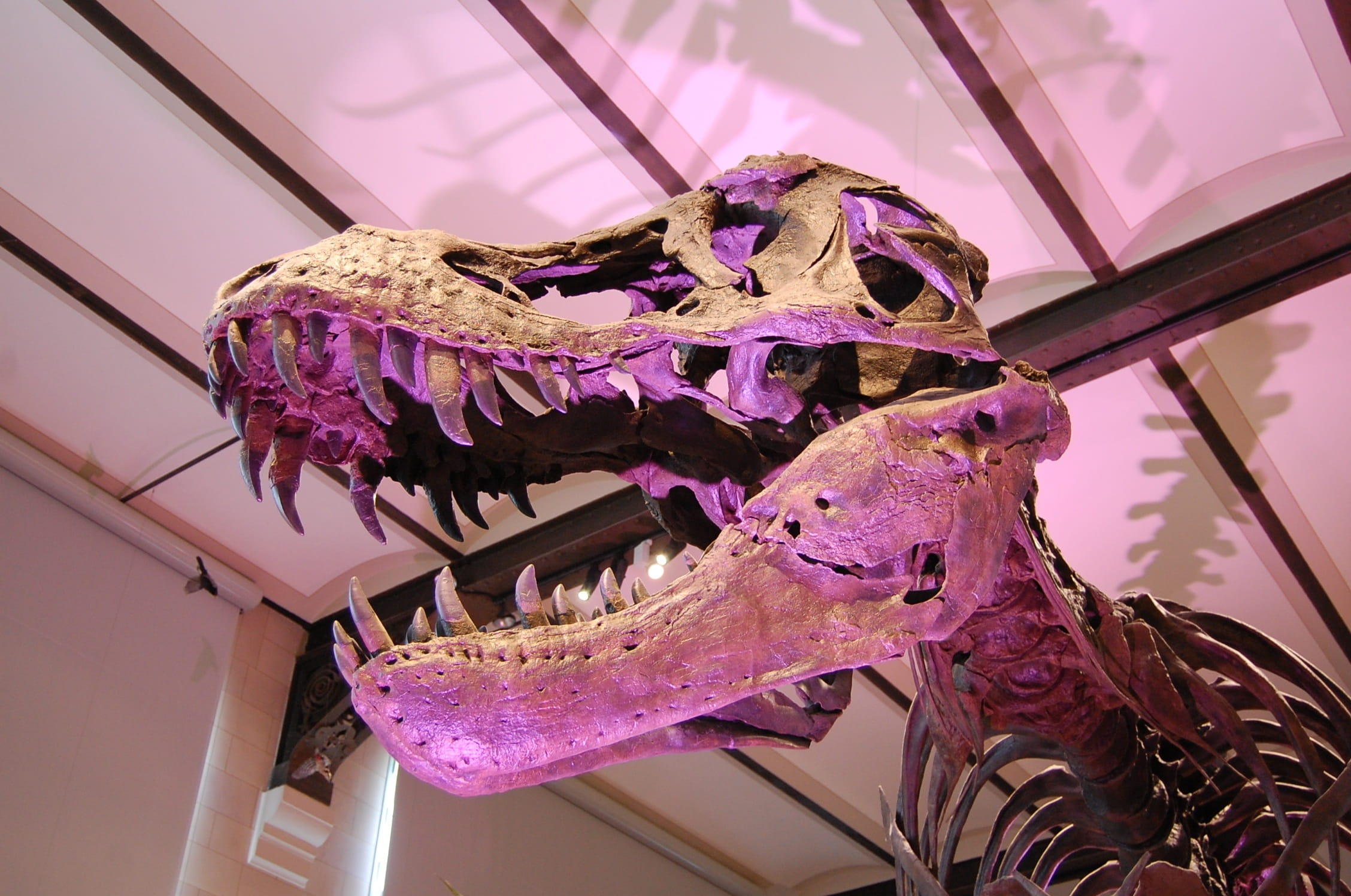 close-up, low angle view, T-Rex, Tyrannosaurus, science, Skeleton, bone, prehistoric, animal representation, spooky, Dinosaur, ceiling, paleontology, t, HD Wallpaper