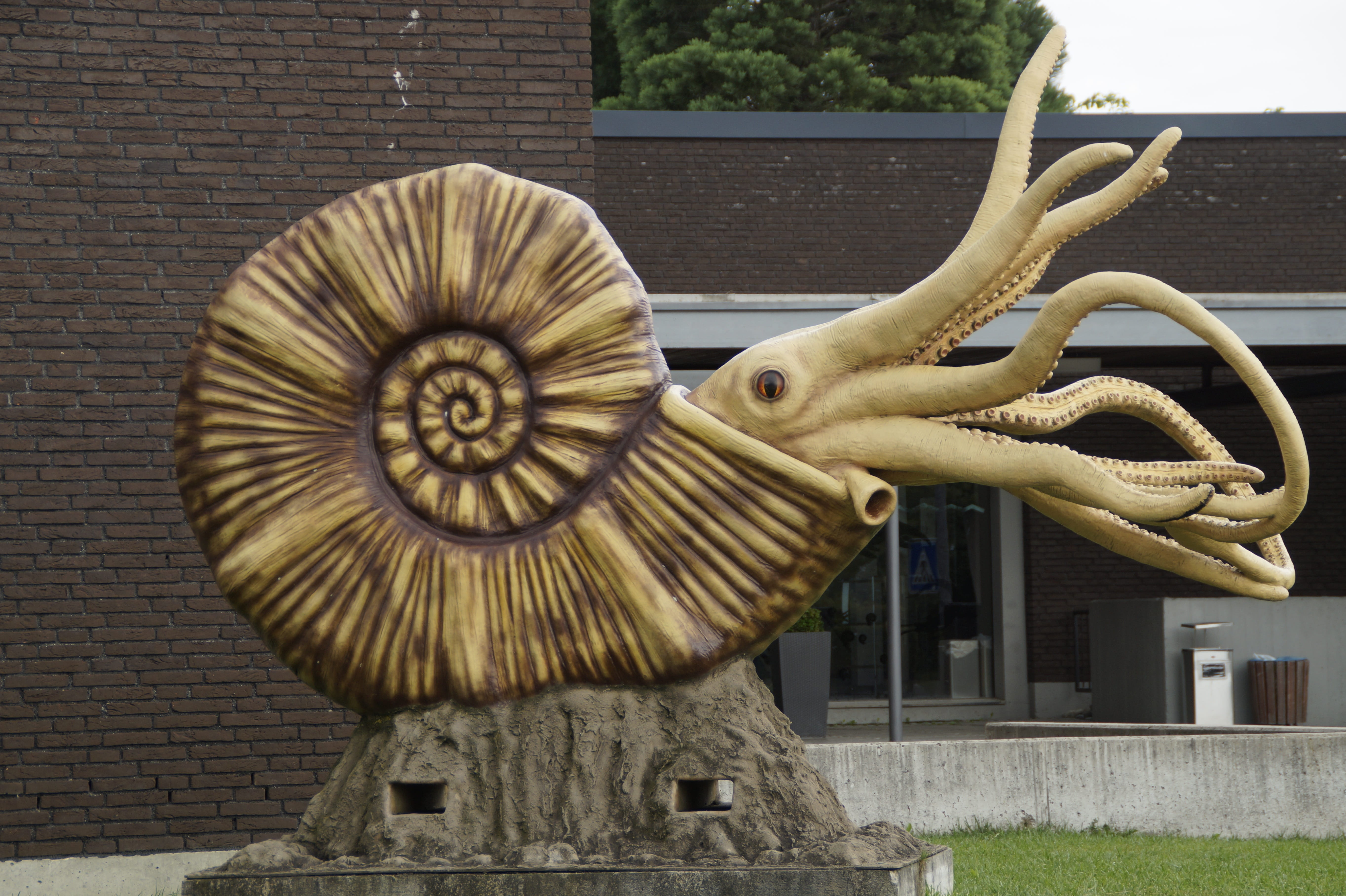 building exterior, museum, quarry, art and craft, rock, representation, animal themes, fossils, craft, sea, close-up, Replica, ammonit, museum of natural history, HD Wallpaper