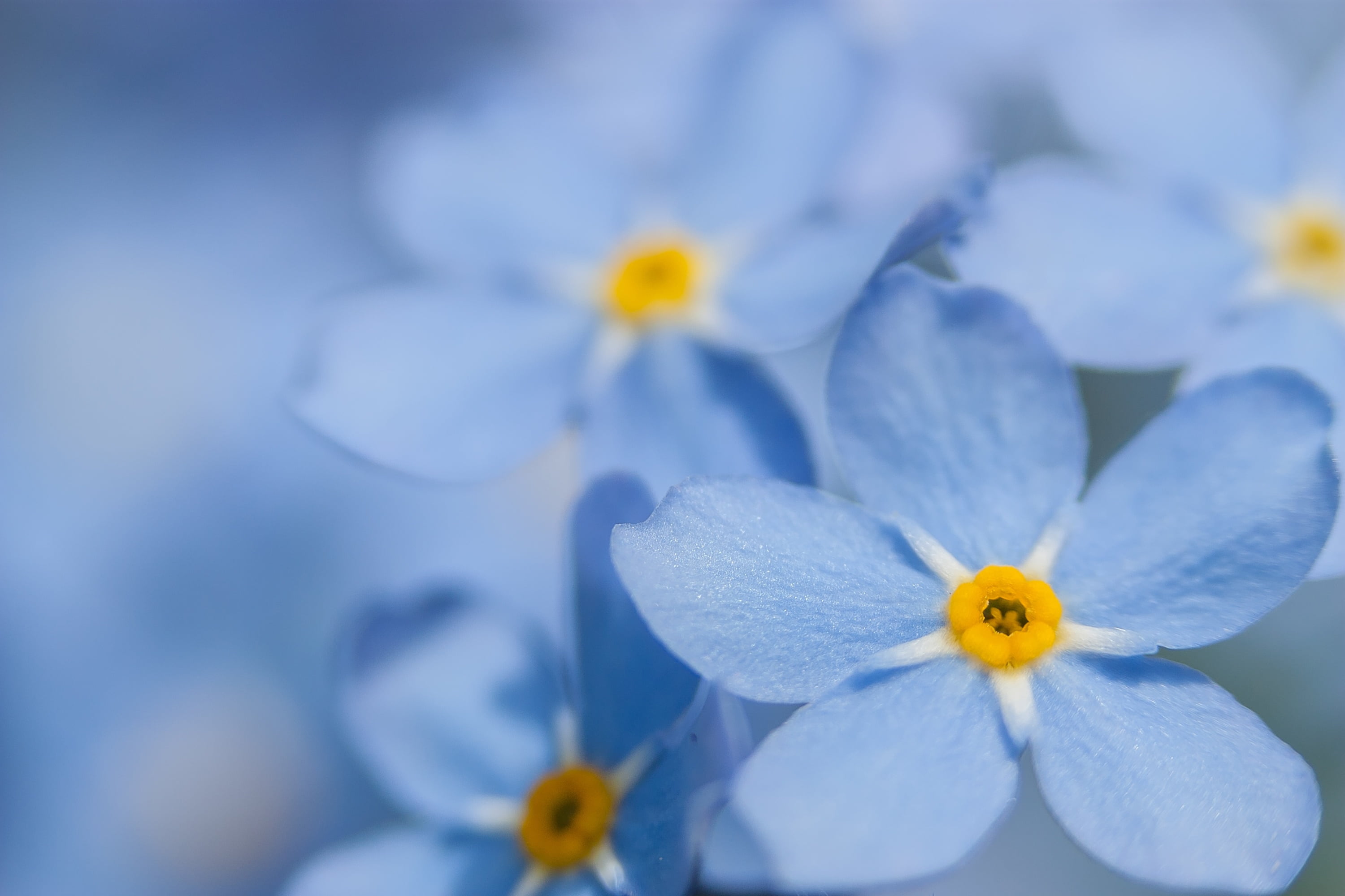 petal, outdoors, day, macro, white color, beauty in nature, pollen, flowering plant, crocus, inflorescence, flower, selective focus, flower head, freshness, HD Wallpaper