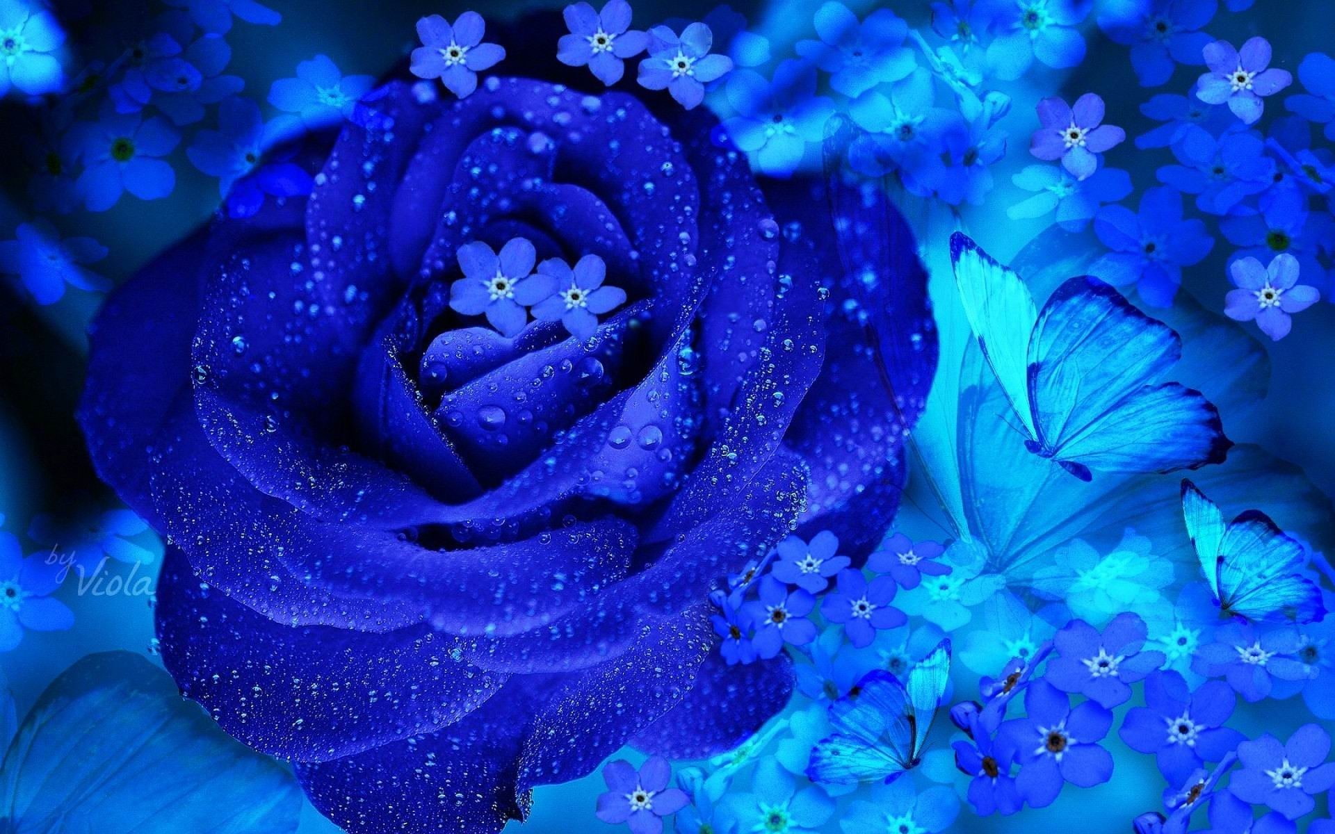 fragility, quality, inflorescence, no people, freshness, vulnerability, flower head, flower, beautiful, wet, flowers, drop, plant, water, rose, HD Wallpaper