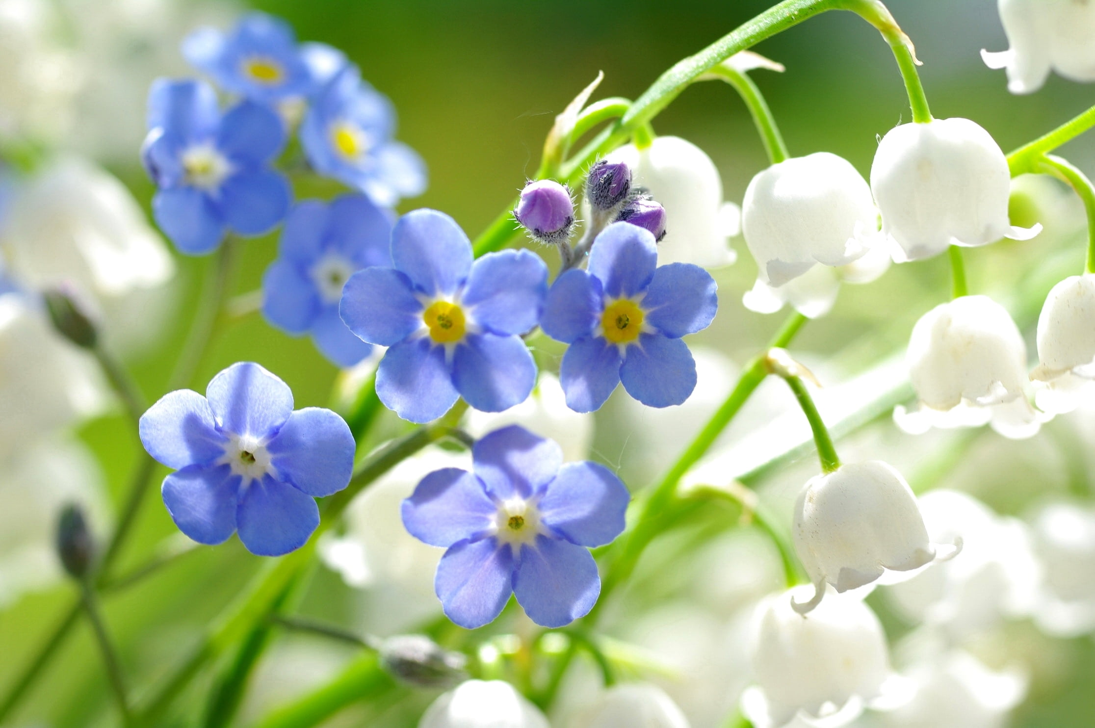 close-up, flowering plant, green Color, botany, leaf, nature, backgrounds, inflorescence, branch, lilies of the valley, plant, day, purple, selective focus, HD Wallpaper