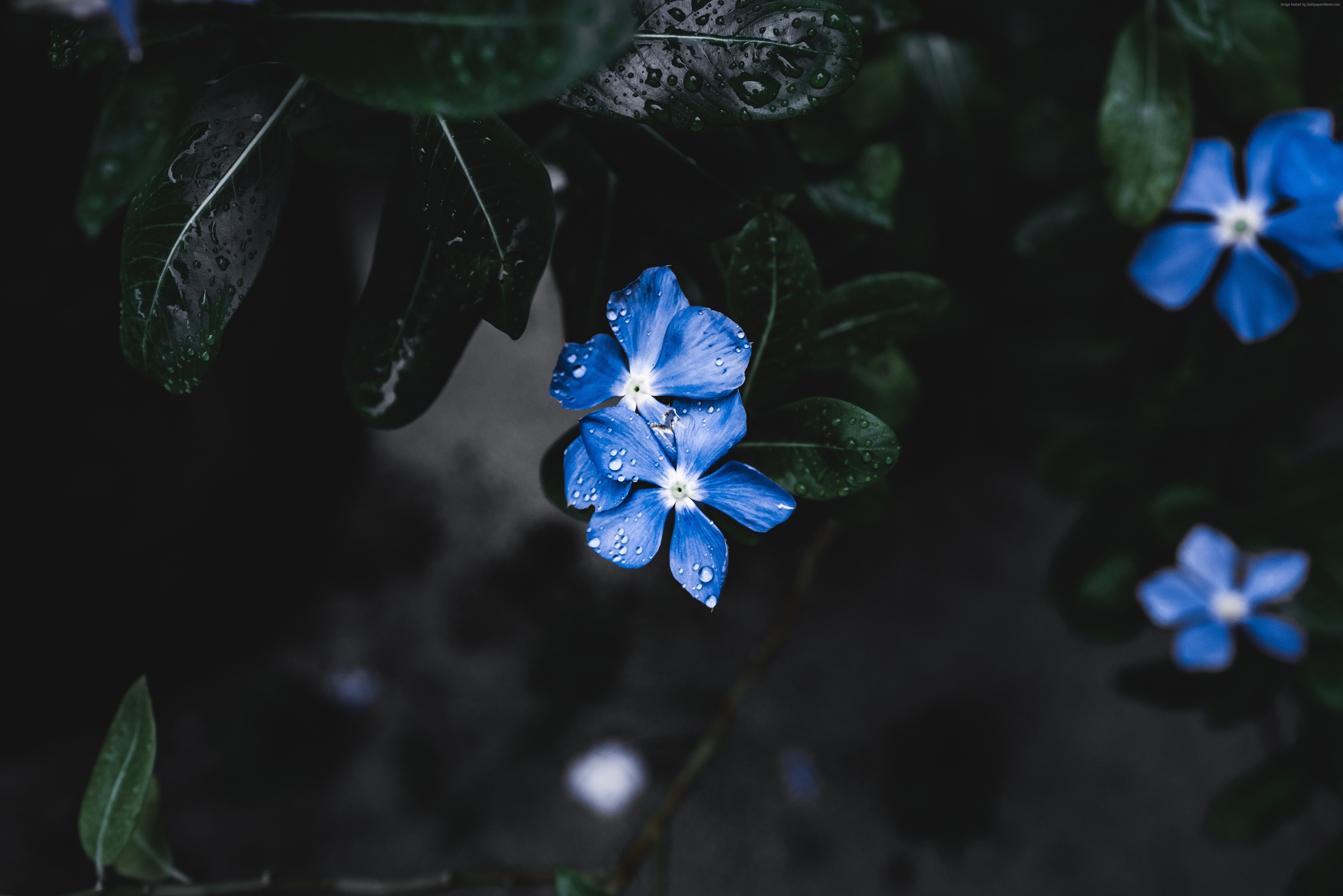 Blue Flower, Forget-Me-Not, 5K, 5K, 4K, HD Wallpaper