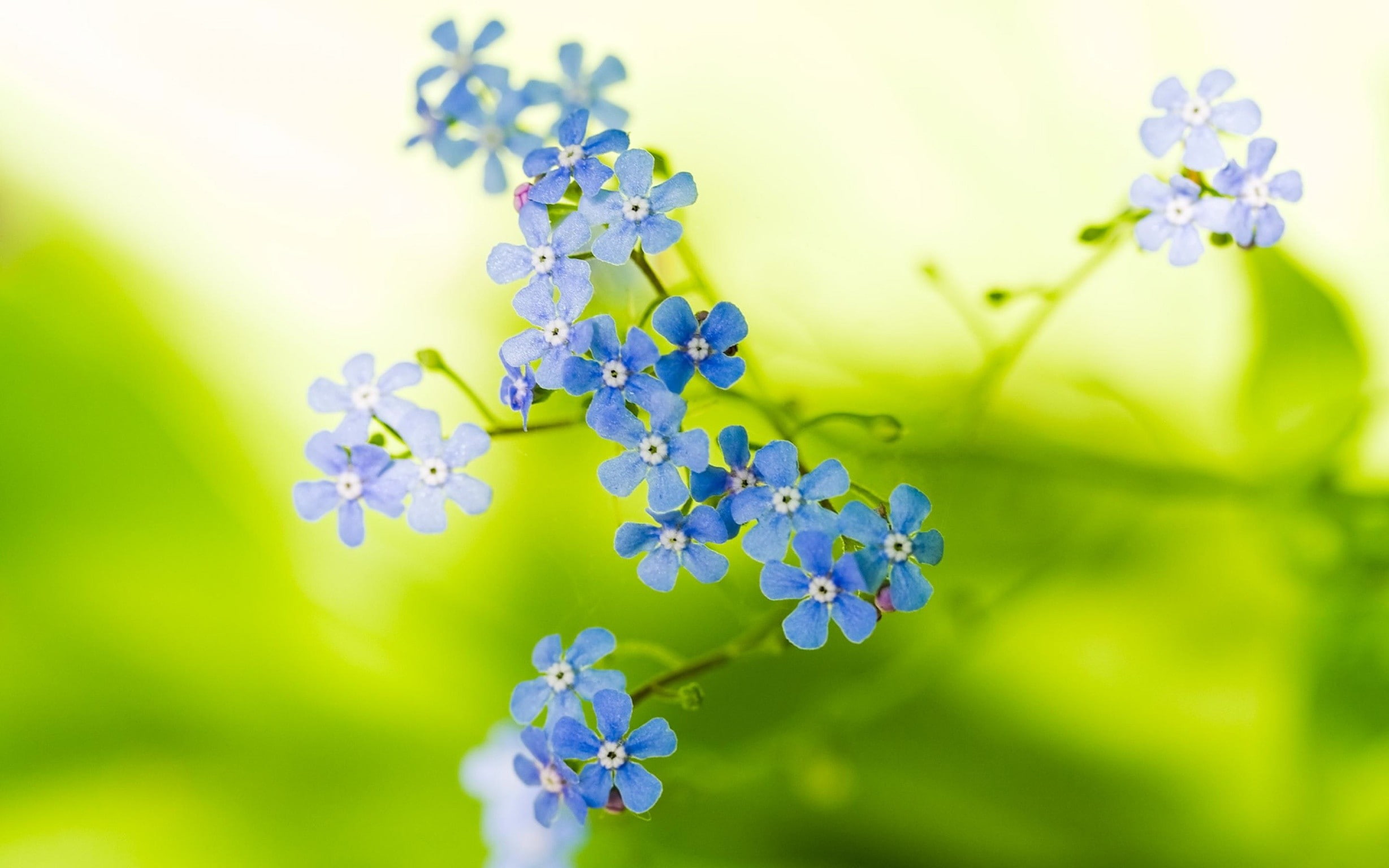 growth, nature, purple, flower head, flowering plant, blue flowers, plant, springtime, freshness, inflorescence, selective focus, outdoors, beauty in nature, HD Wallpaper