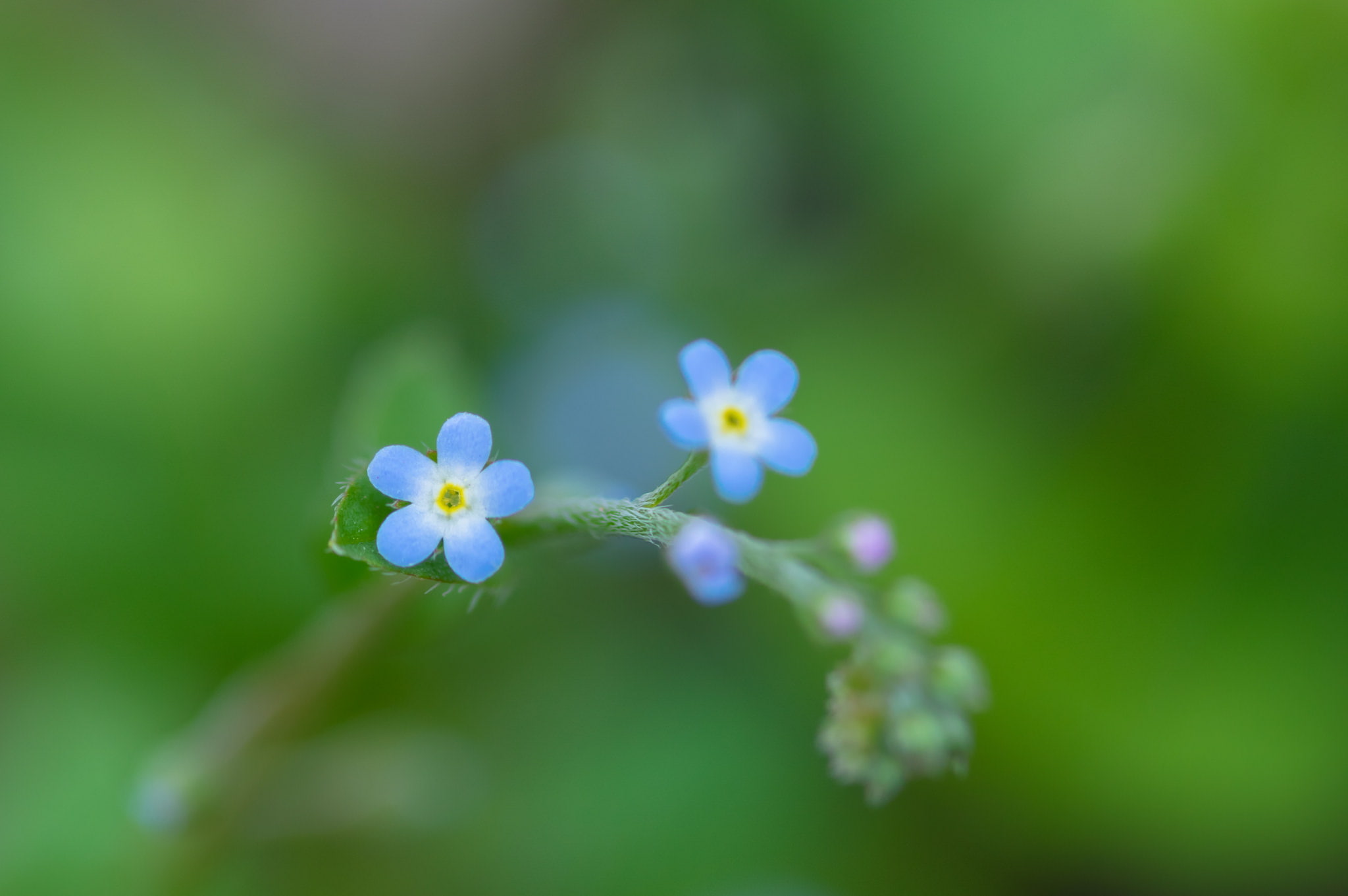 beauty in nature, vulnerability, day, flowering plant, purple, focus on foreground, flowers, flower head, macro, botany, green color, petal, flower, plant, HD Wallpaper