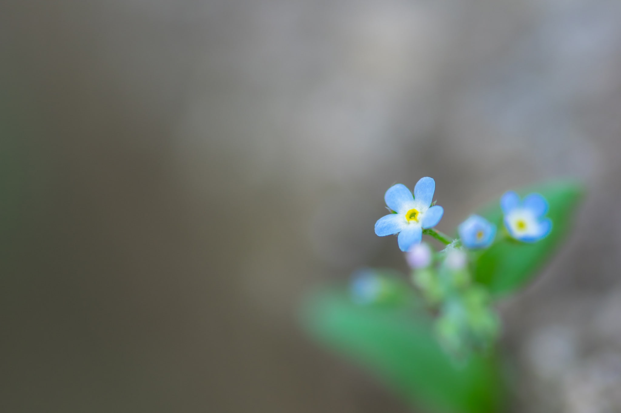 1080P, day, white color, petal, fragility, freshness, flowering plant, flower head, beauty in nature, inflorescence, plant, botany, macro, purple, vulnerability, HD Wallpaper