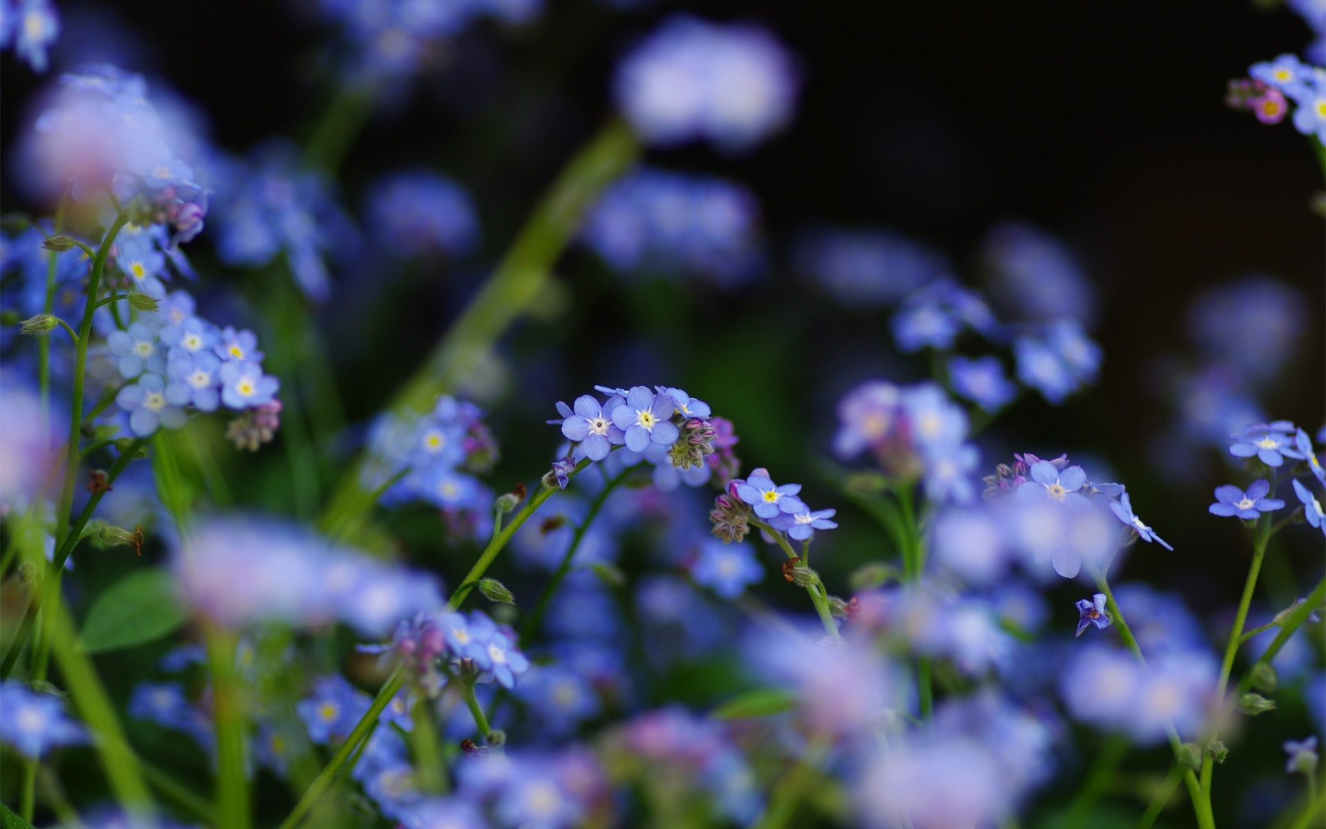 close, 1080P, Flowers, Blue, forget, HD Wallpaper