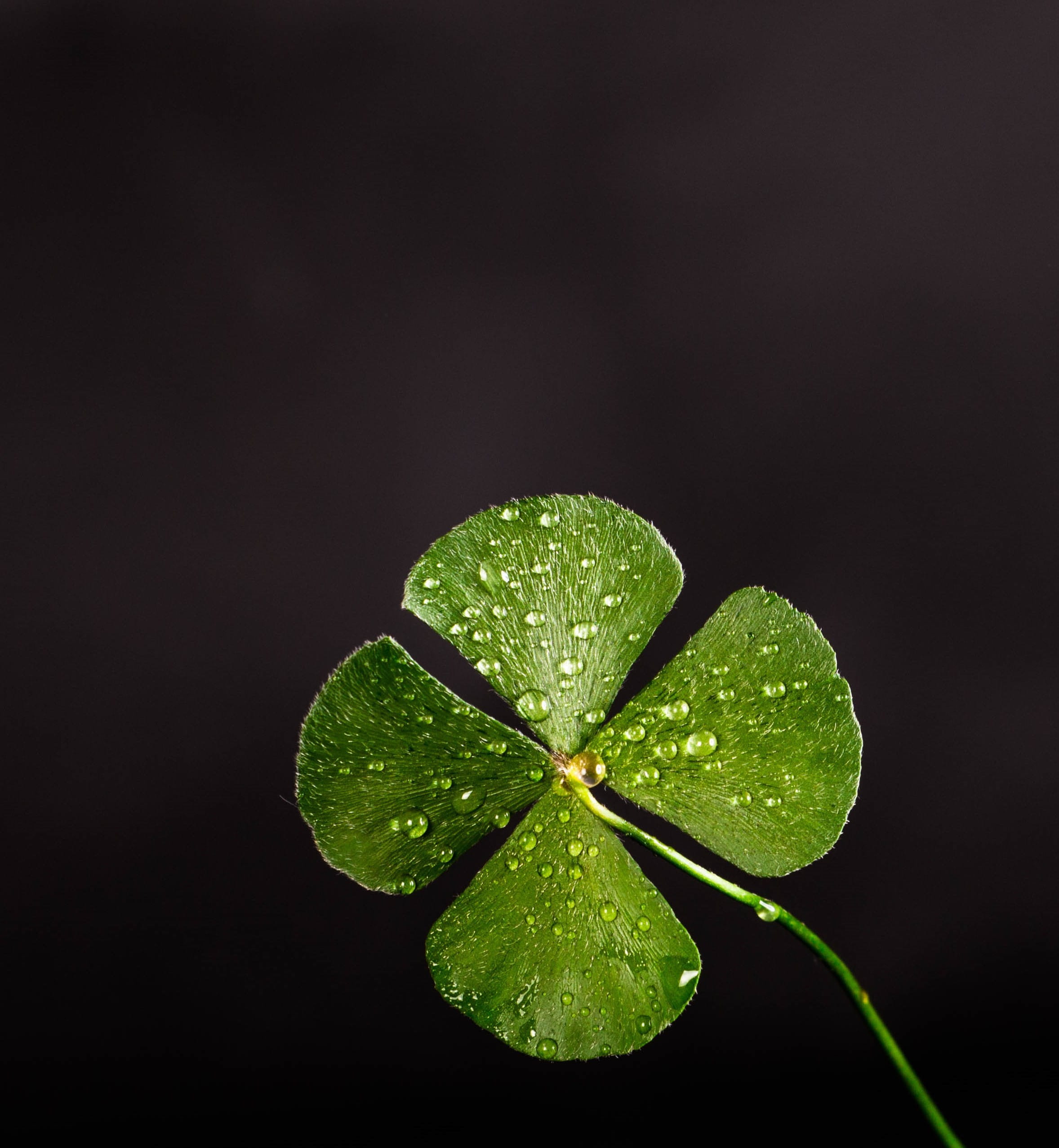 green color, clover, outdoors, four, water, black background, flower, wet, no people, shallow, fragility, plant, close-up, flower head, 1080P, st patricks day, Phone HD Wallpaper