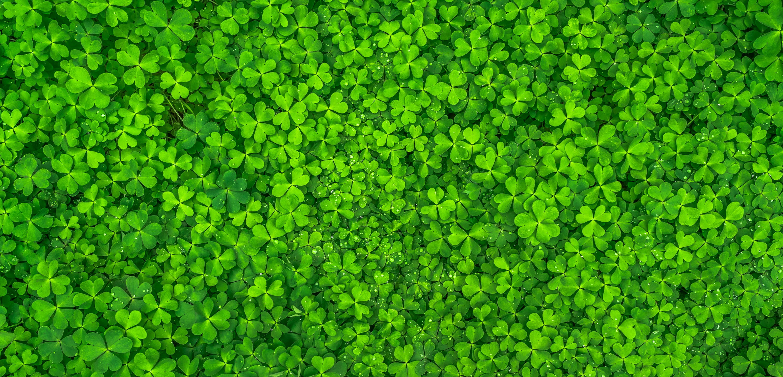sunlight, clovers, shamrock, foliage, high angle view, freshness, beauty in nature, leaves, outdoors, close-up, green color, top view, green, growth, clover, HD Wallpaper