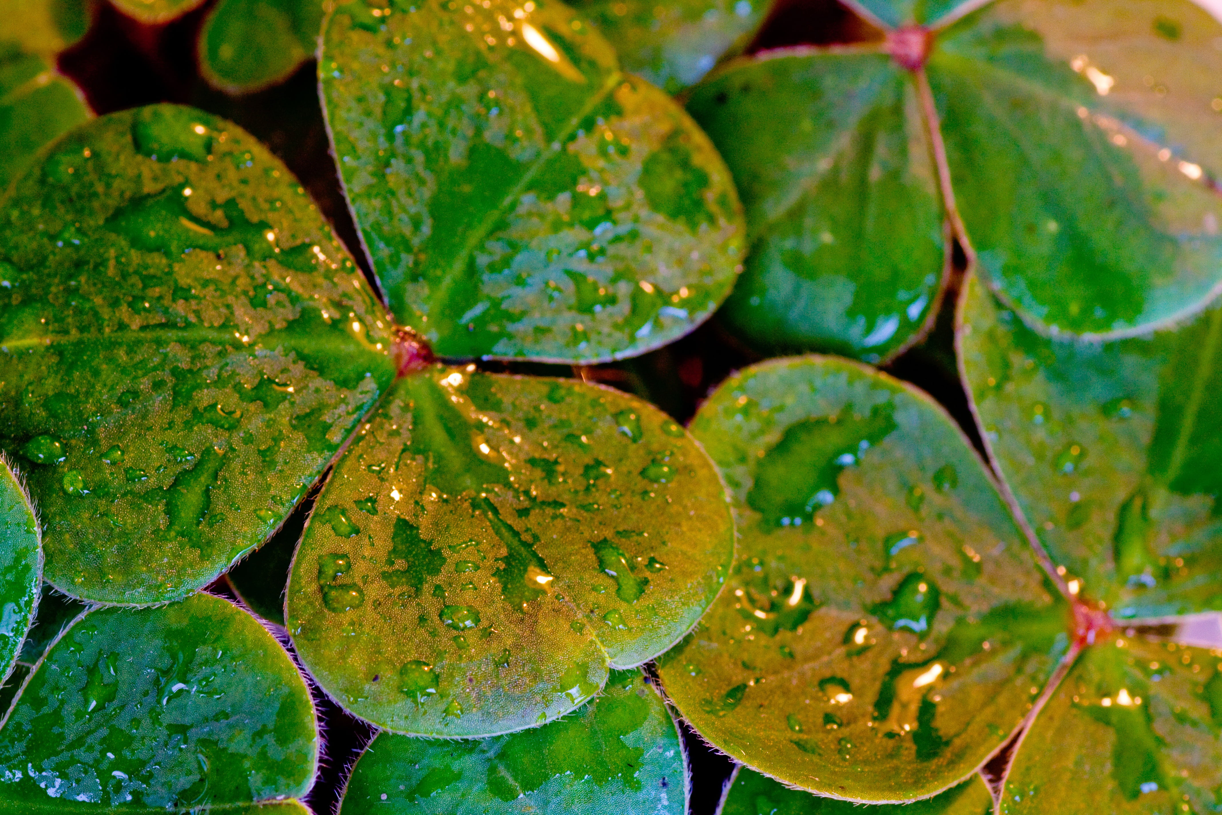 lucky, st patricks day, raindrop, water, floating on water, nature, symbol, holiday, full frame, day, traditional, green color, plant, clover, close-up, HD Wallpaper