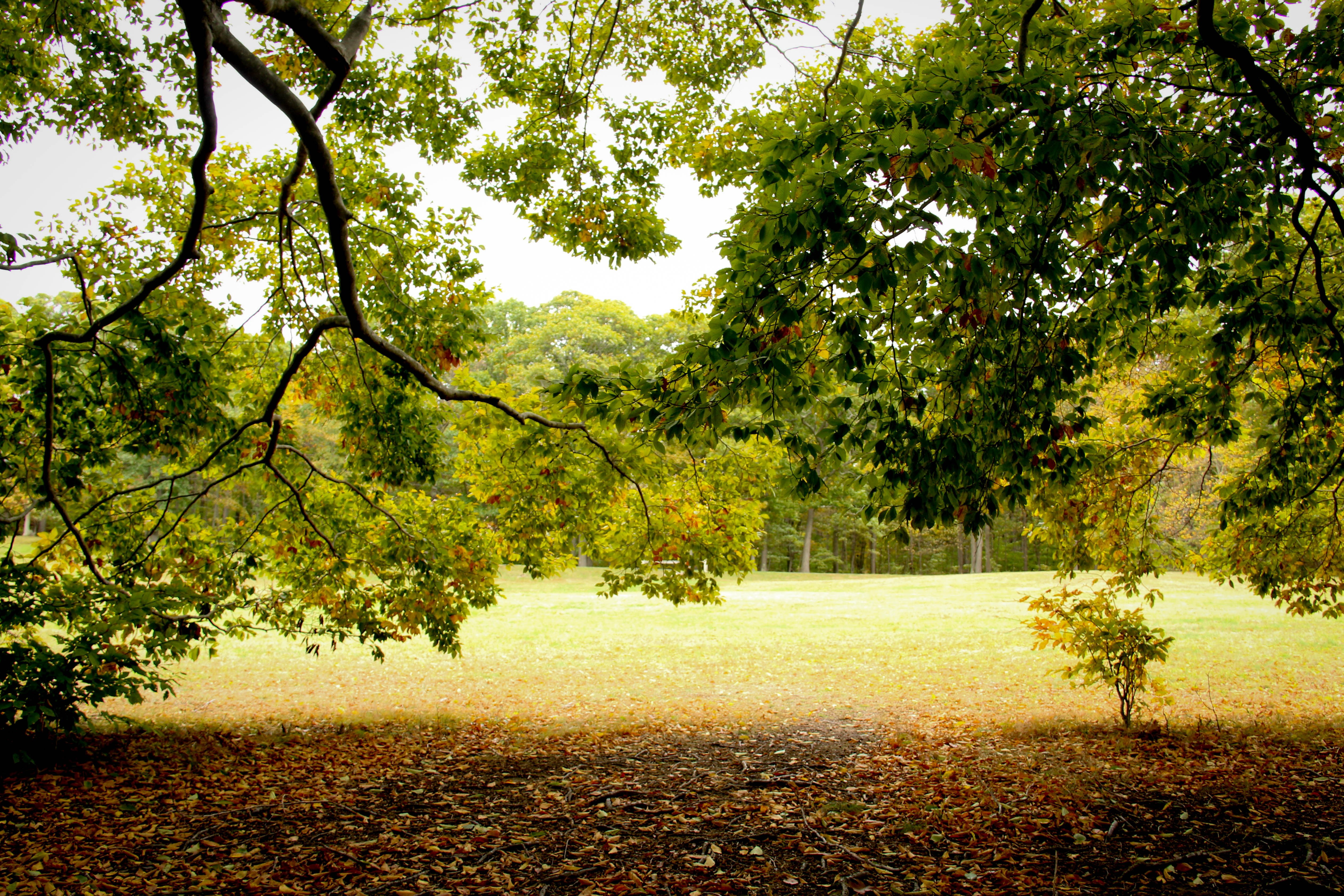 rural Scene, park - Man Made Space, plant, bright, day, change, tranquility, growth, dried, outdoors, beauty In Nature, leaves, scenics - nature, 4K, field, HD Wallpaper