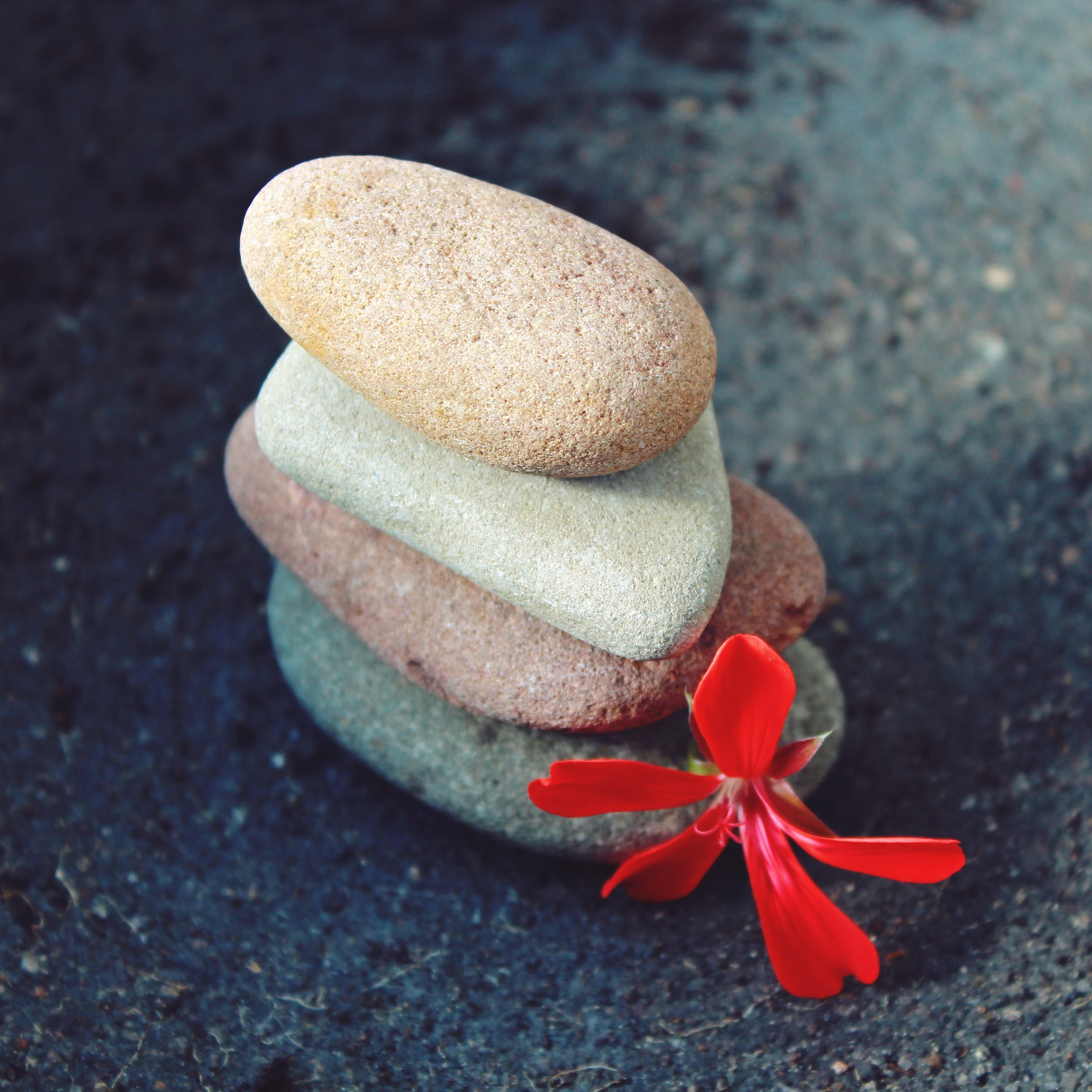 close-up, deco, Decoration, rest, no people, high angle view, meditate, flower, day, four, rock, balanced, selective focus, zen, freshness, stacked, blossom, Phone HD Wallpaper