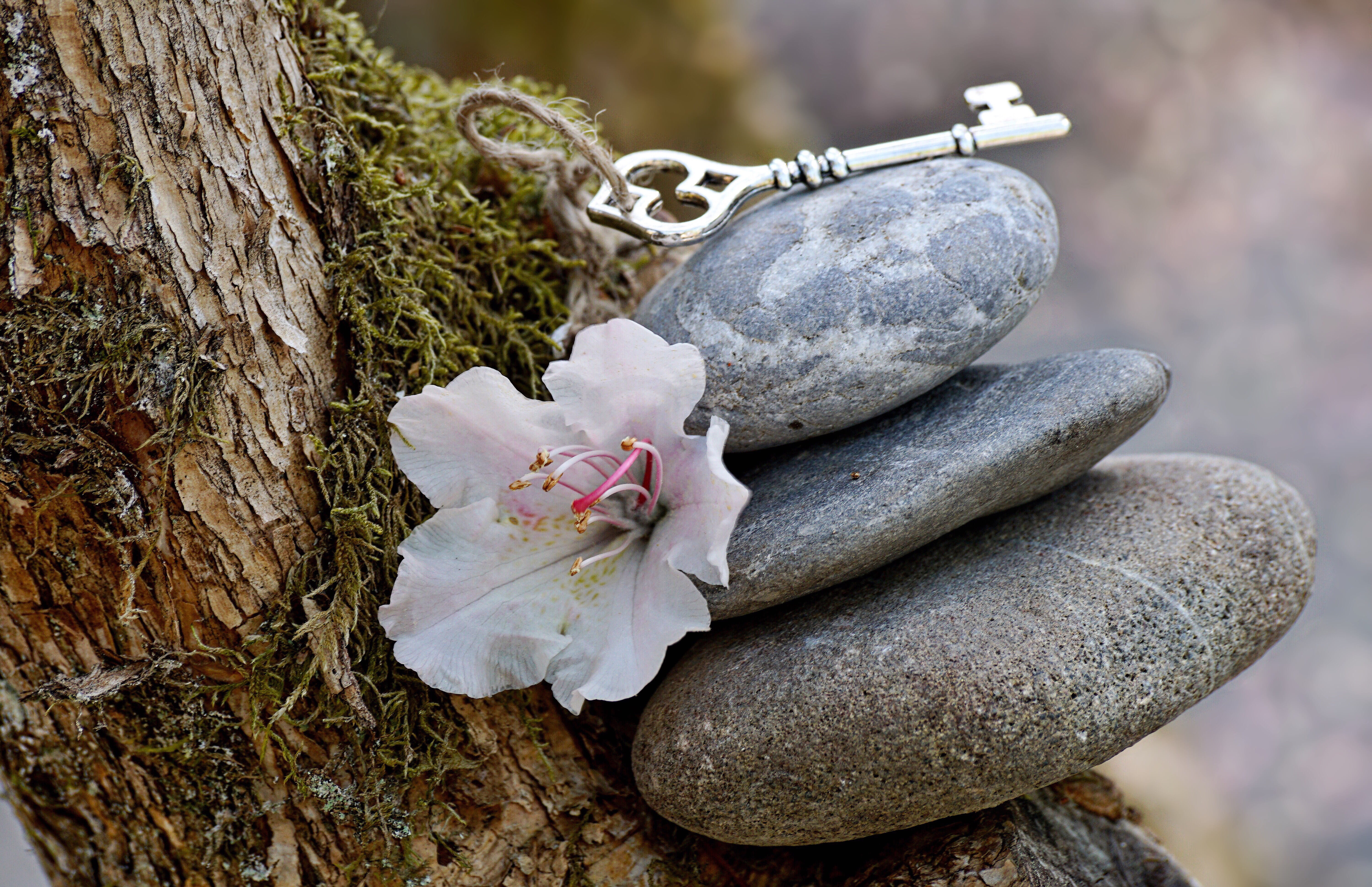 live, beside, renewal, trunk, key, inspiration, close-up, satisfaction, plant, force, land, rock, flowering plant, tree trunk, atmospheric, high angle view, HD Wallpaper