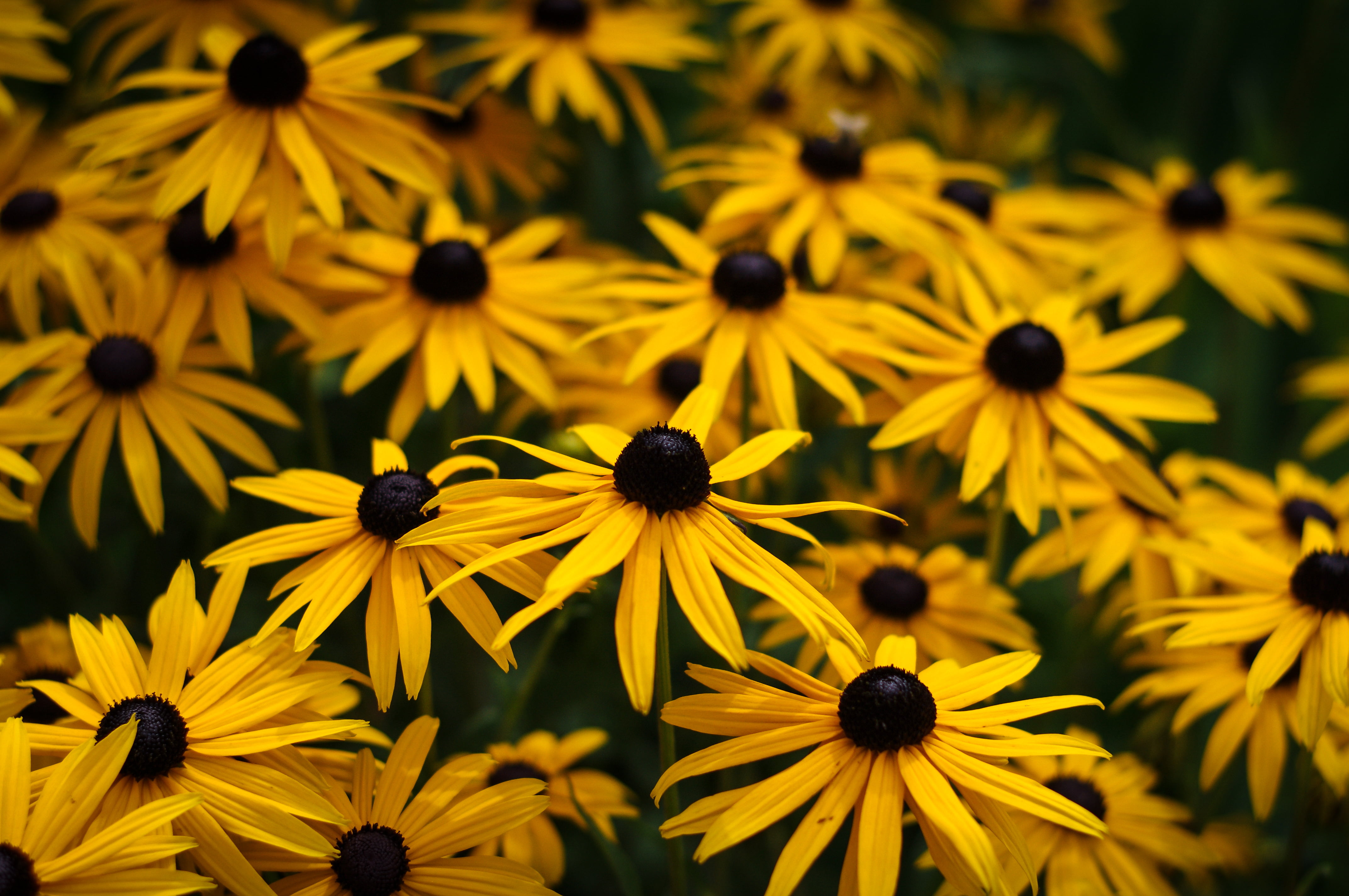4K, flower, nature, close-up, f1.7, impressions, F50, bush, flowers, plant, yellow, HD Wallpaper