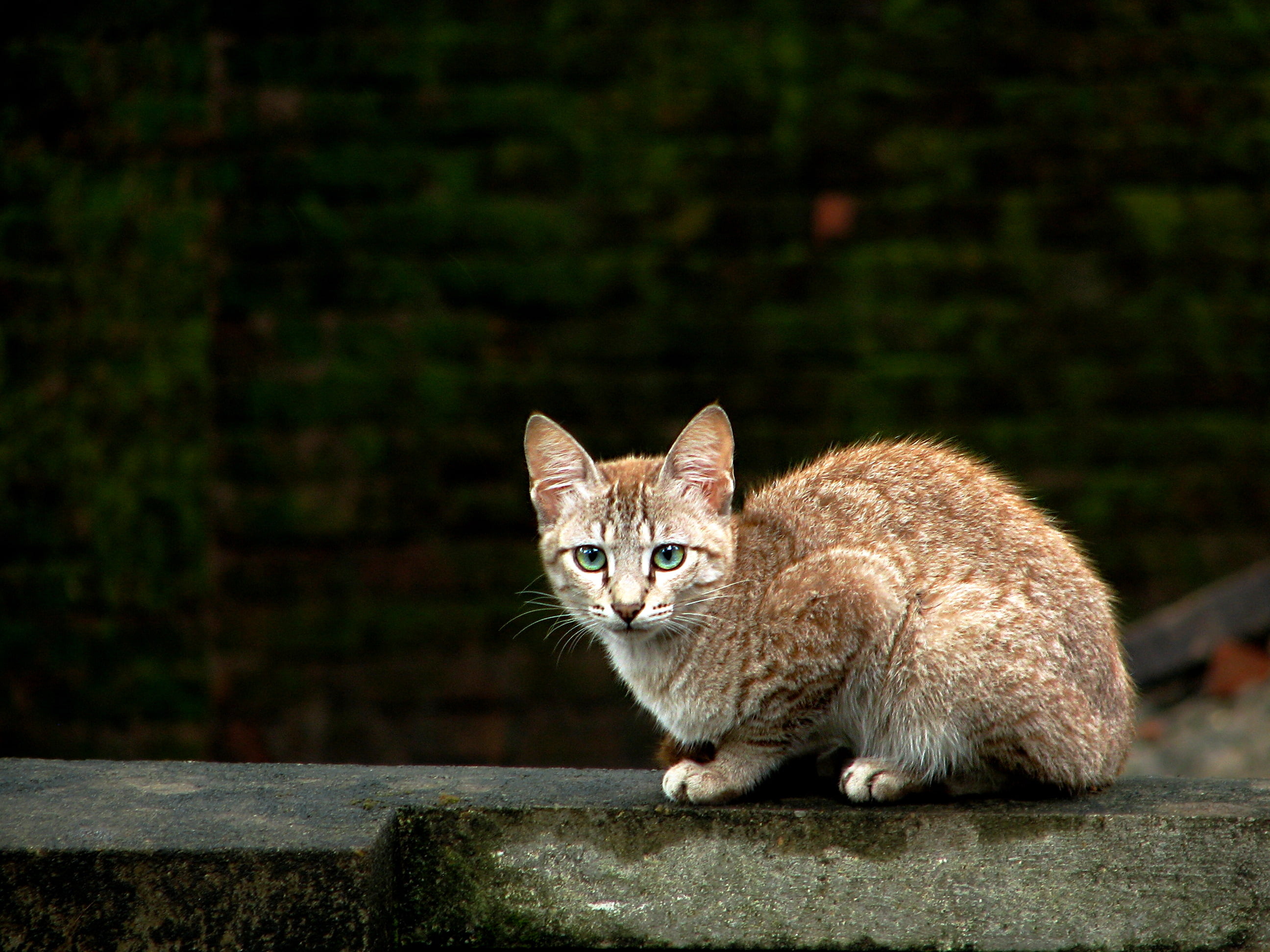 cute, wall, surface, brown, cat, outdoors, concrete, stupid, gray, sitting, feline, looking, what do you want, domestic Cat, near, kitten, animal, pets, HD Wallpaper