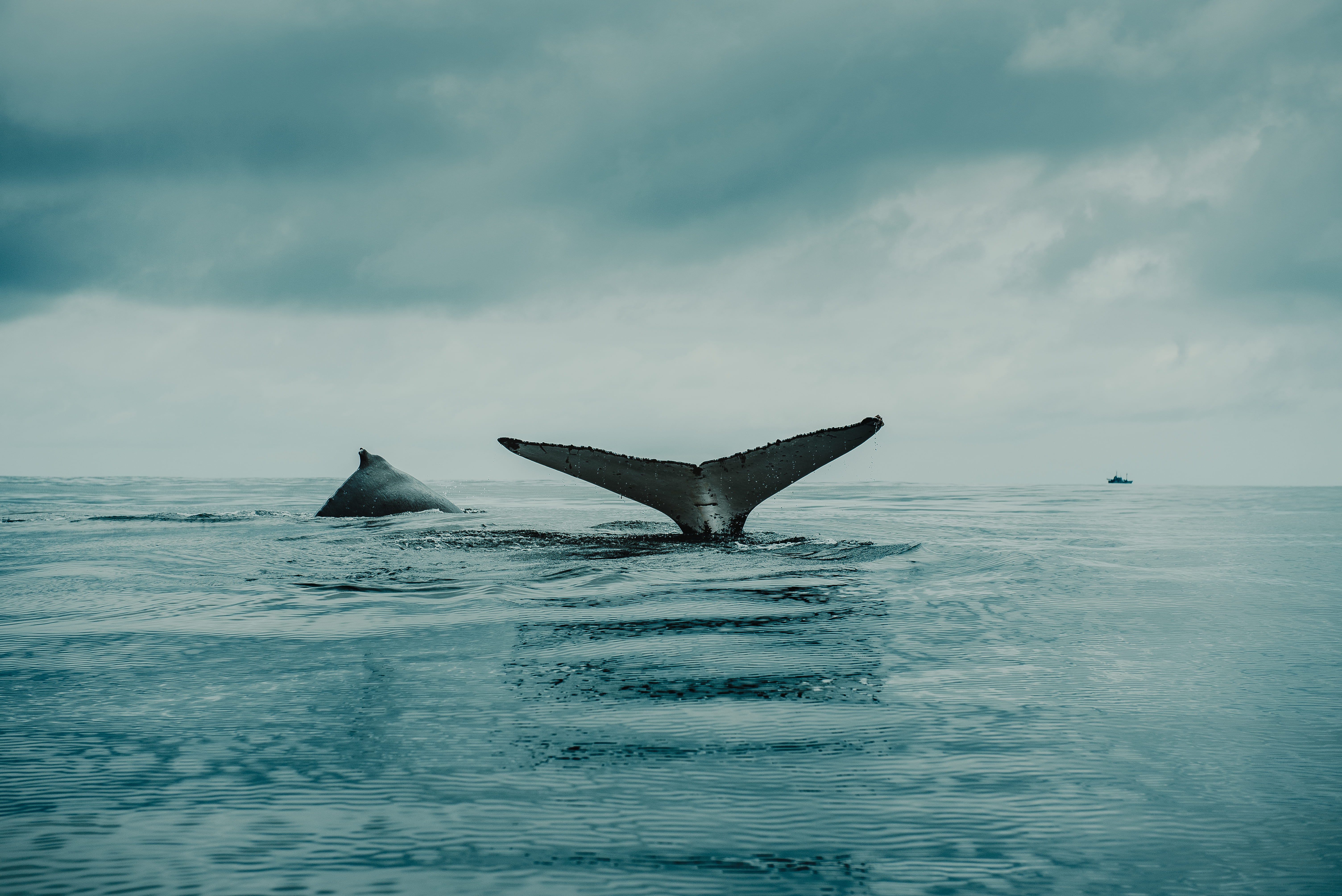 vehicle, aquatic mammal, mammal, water, marine, animal, no people, vertebrate, animal themes, hd, photo, waterfront, fish, bird, horizon over water, HD Wallpaper