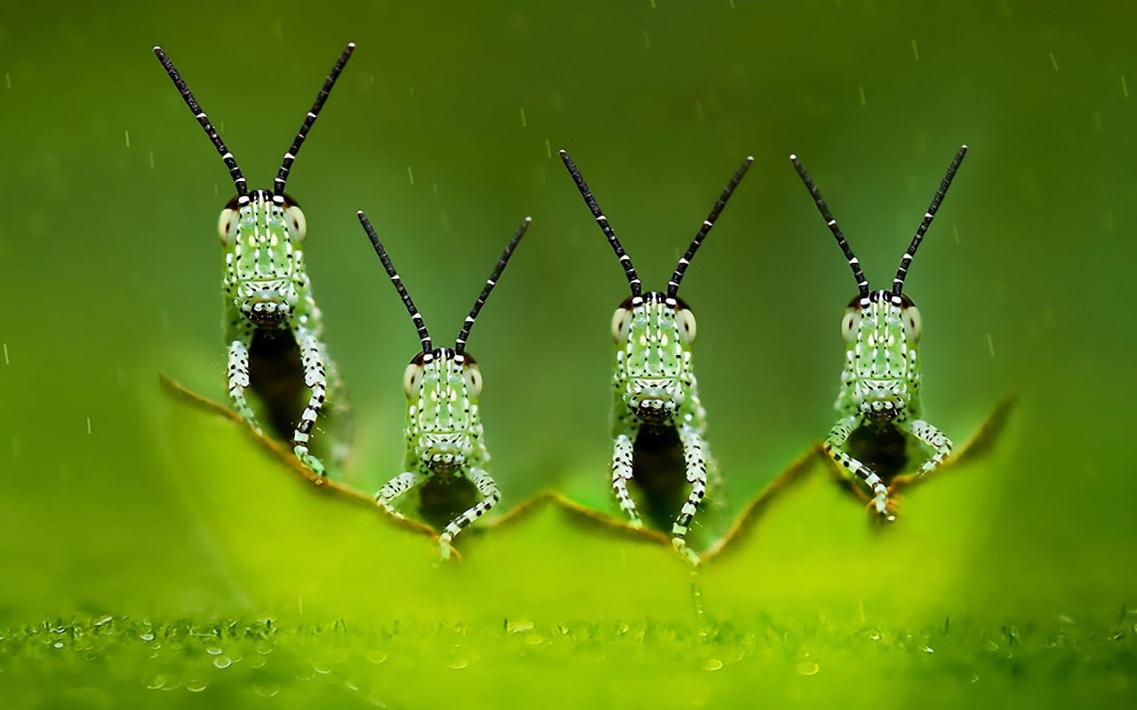 beauty in nature, plant, day, four elements, insect, 720P, animal wildlife, green, close-up, macro, no people, focus on foreground, photography, growth, HD Wallpaper