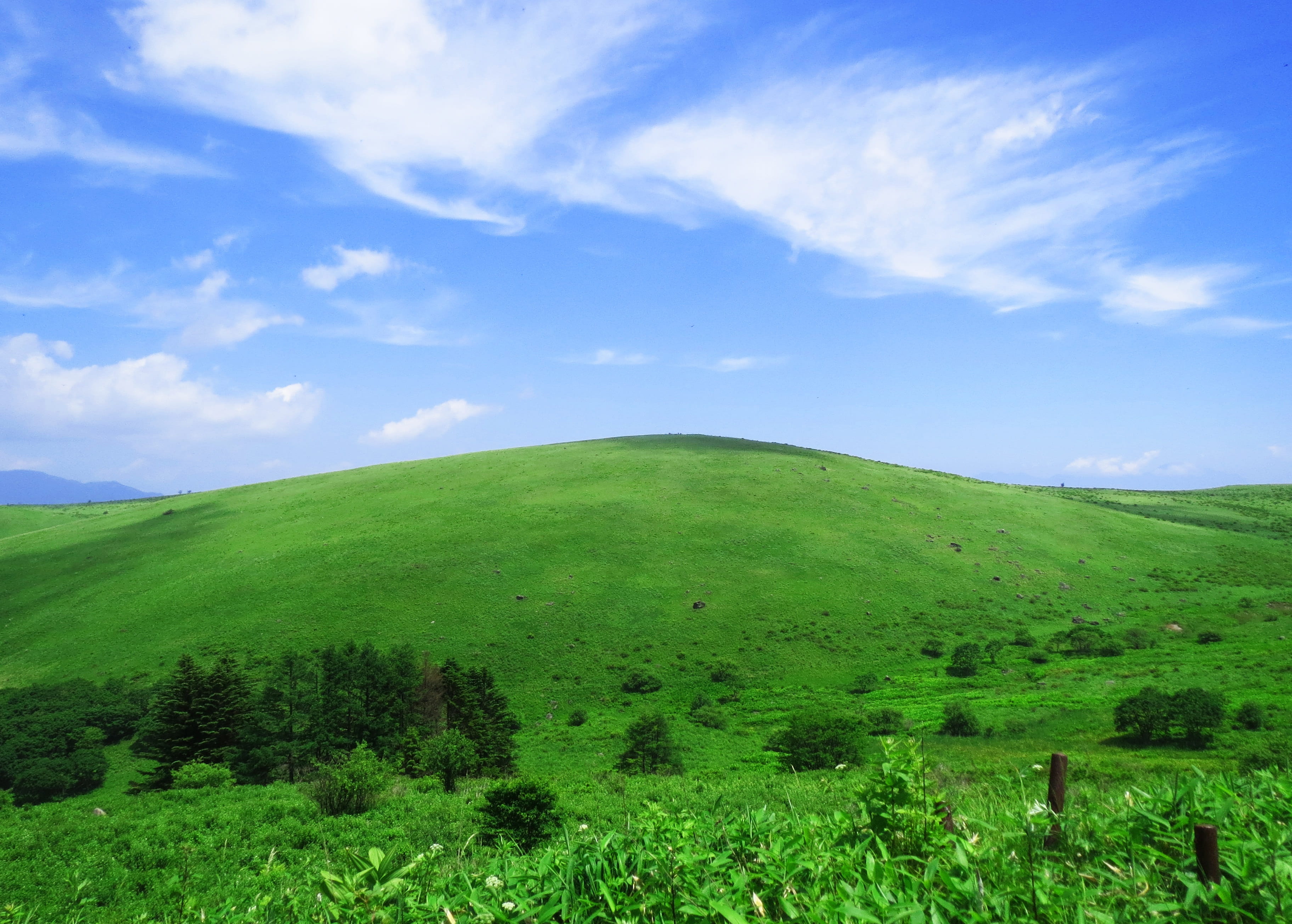 tree, landscape, tranquility, day, cloud - sky, rolling landscape, field, fog months the bong, plateau, growth, 2K, non-urban scene, nature, grass, environment, HD Wallpaper