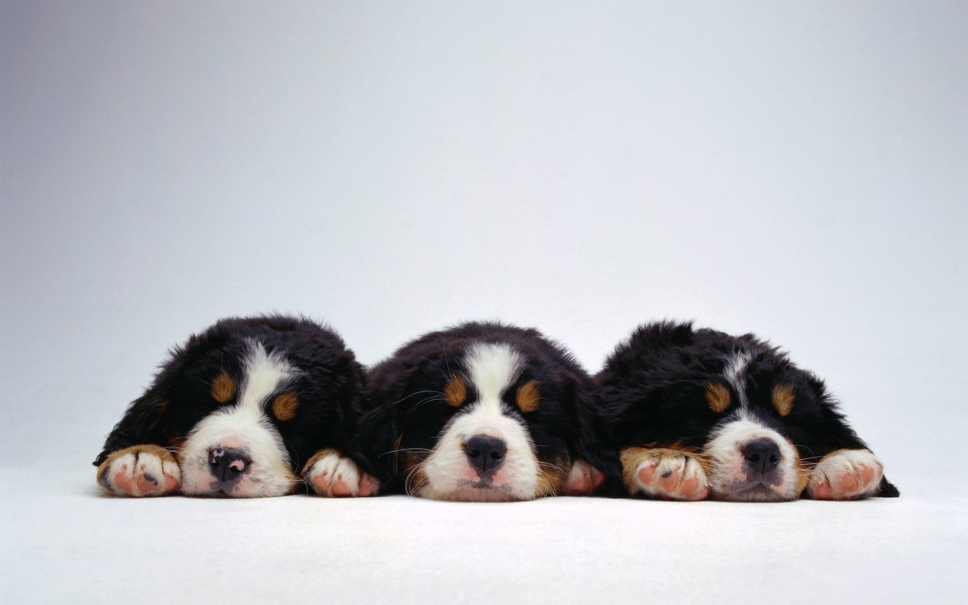 dogs, 1080P, hd, x, puppies, canine, bernese, art, animals, mountain, dog, HD Wallpaper