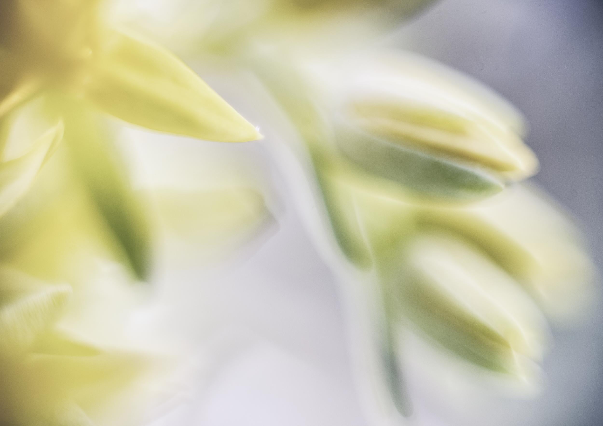 Yellow, plaisir, fleur, close-up, happiness, oval, leaf, printemps, everybody, scent, pleasure, quiet, nature, plant, macro, serene, passion, softness, HD Wallpaper