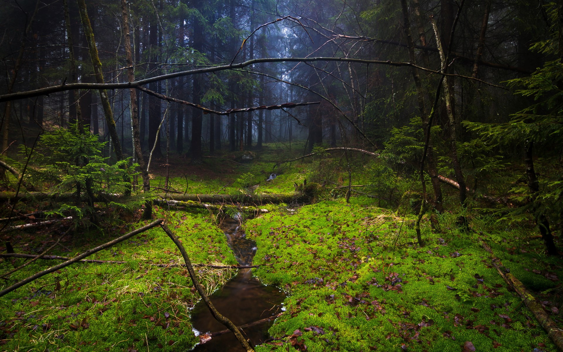 plant, no people, outdoors, lush foliage, rainforest, scenics - nature, beauty in nature, land, tree, tranquility, day, 1080P, woodland, something beautiful nature  1920x1200, HD Wallpaper