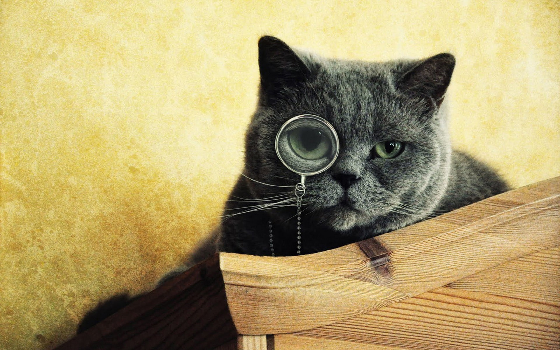 Cat, something, Glasses, Looking, 1080P, wear, HD Wallpaper