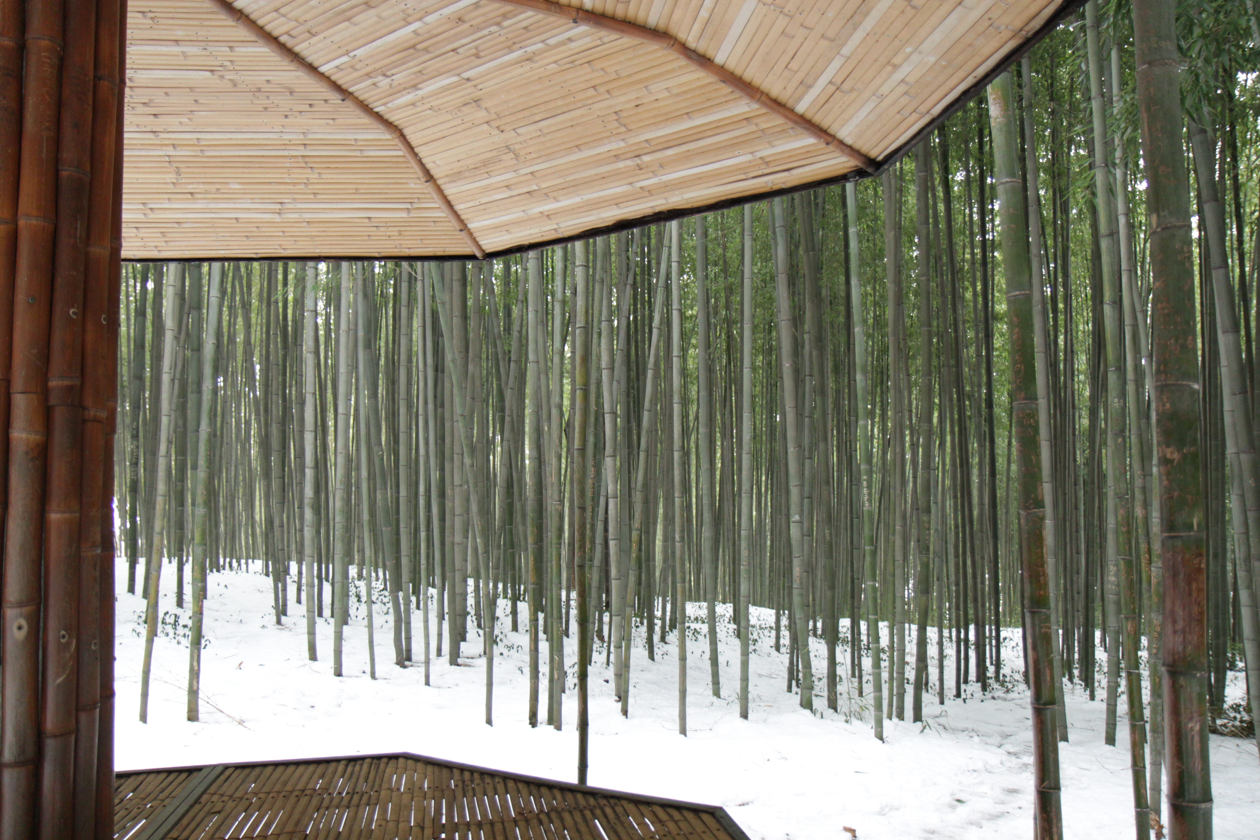 bamboo - plant, no people, protection, bamboo, field, namwon, belvedere, architecture, covering, wood - material, plant, roof, tranquility, winter, nature, HD Wallpaper