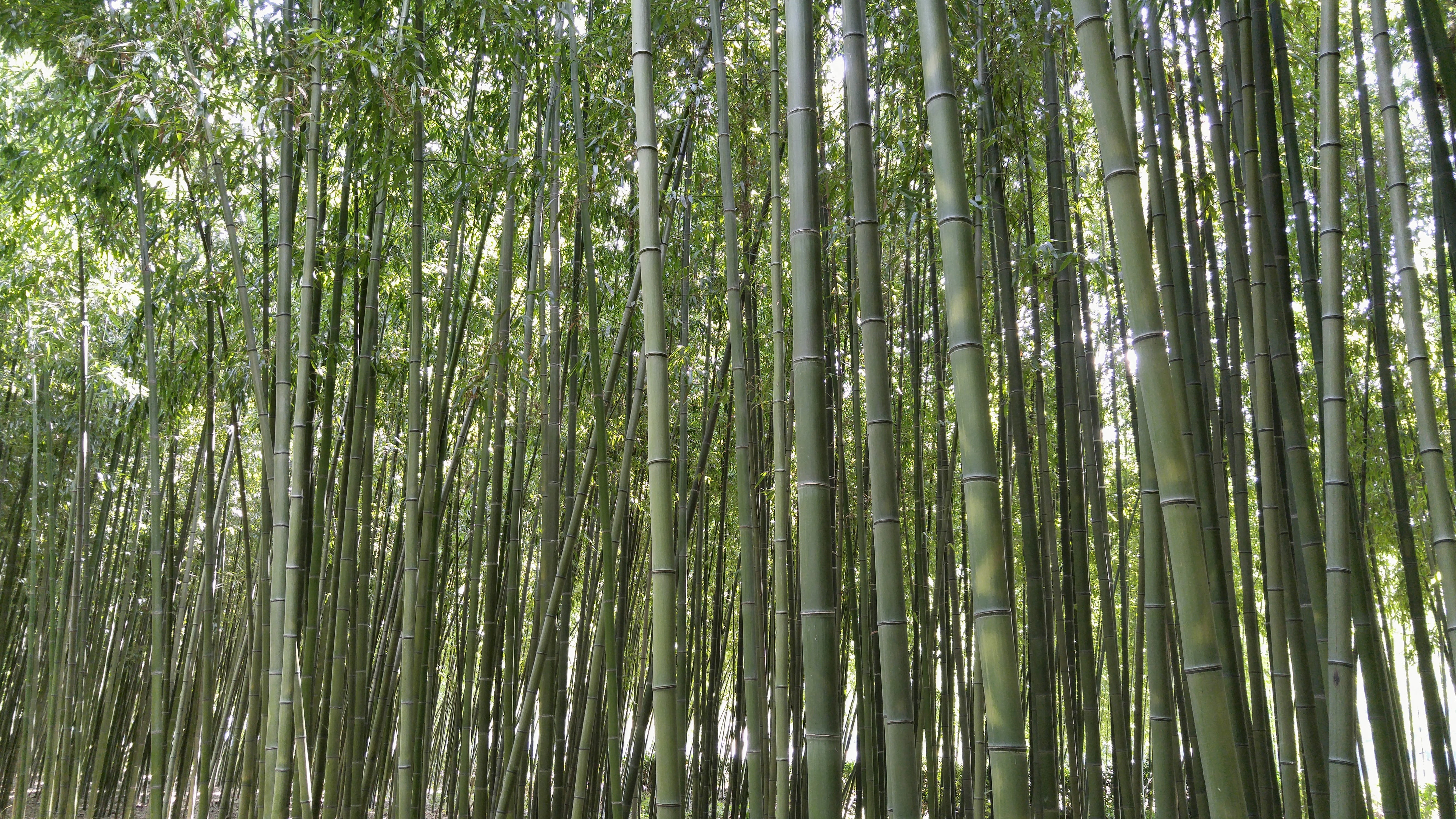 beauty in nature, bamboo - plant, bamboo, cosmos, tranquility, nature, yang won-jin, backgrounds, tree canopy, in a field for, vs grove, outdoors, bamboo grove, HD Wallpaper