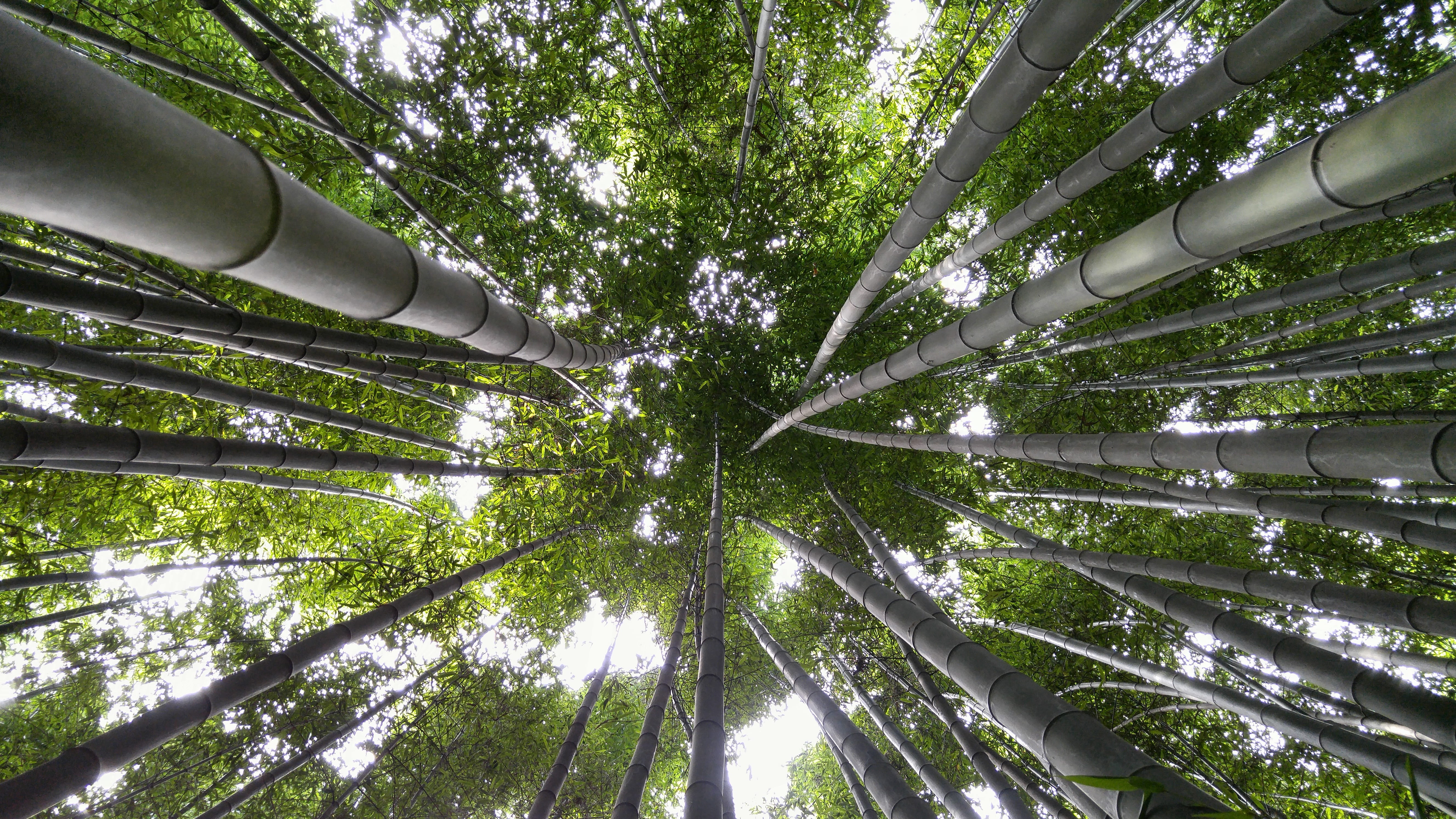 outdoors, plant, no people, tree, tree trunk, cosmos, directly below, vs grove, trunk, tall - high, bamboo, beauty in nature, day, 5K, bamboo grove, land, HD Wallpaper