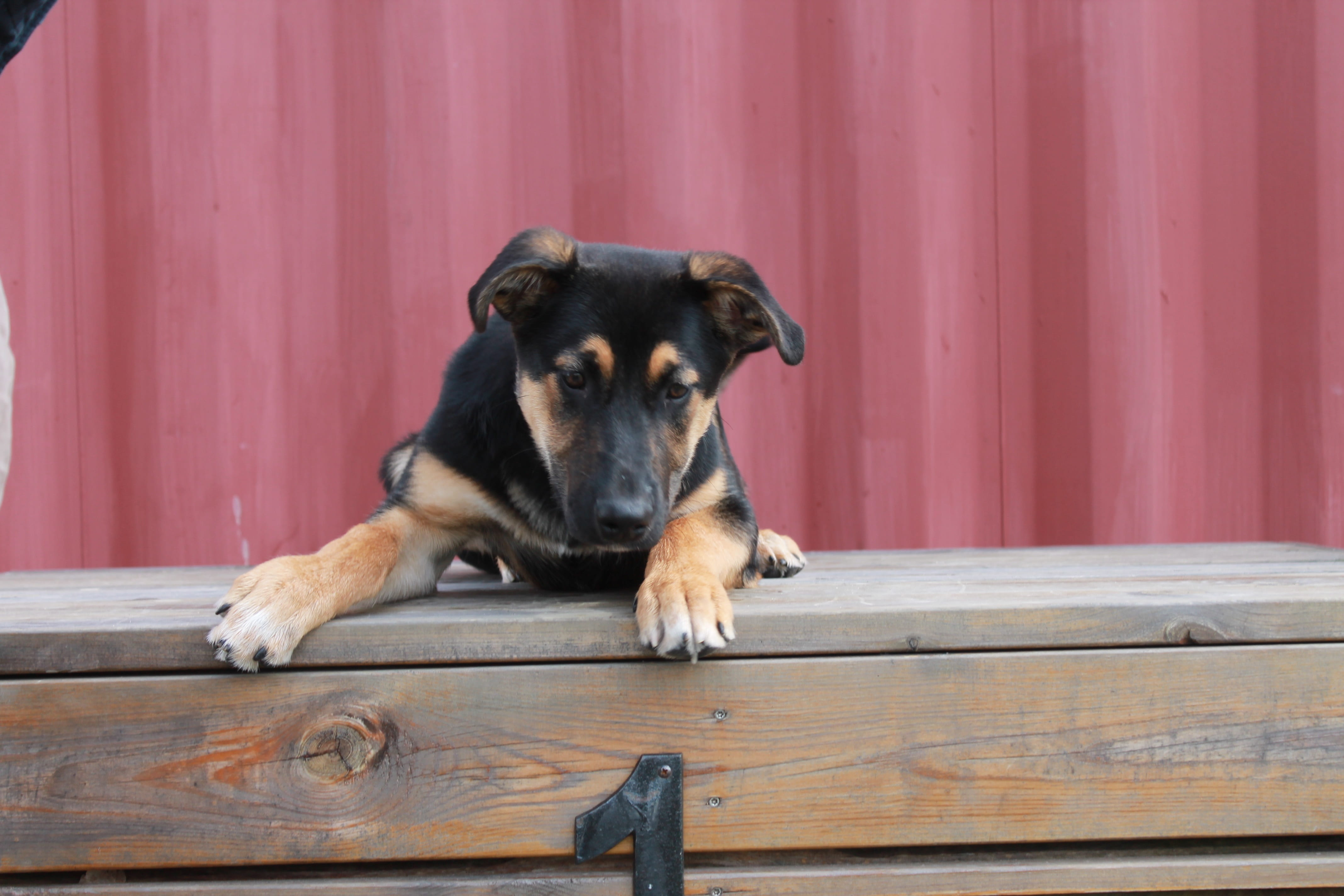 dog, animal body part, table, relaxation, no people, canine, domestic, pets, sitting, resting, one animal, day, vertebrate, 4K, puppy, domestic animals, HD Wallpaper