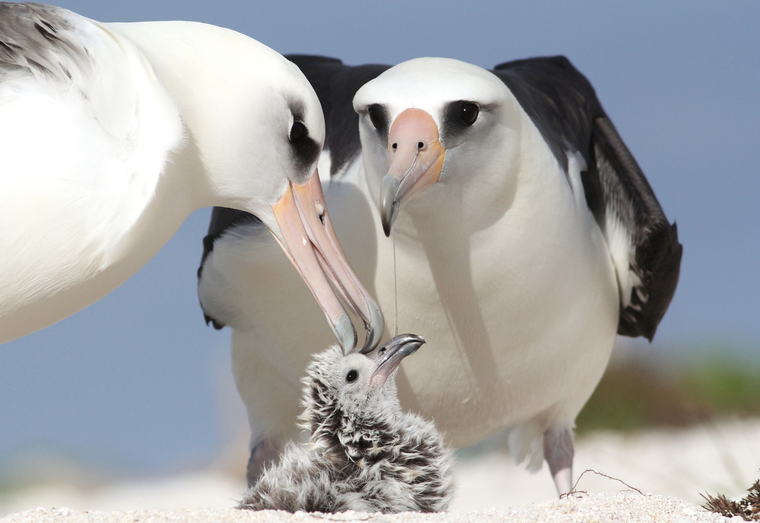 beak, vertebrate, focus on foreground, albatrosses, animal, no people, nature, young animal, animal family, group of animals, togetherness, outdoors, animal wildlife, HD Wallpaper