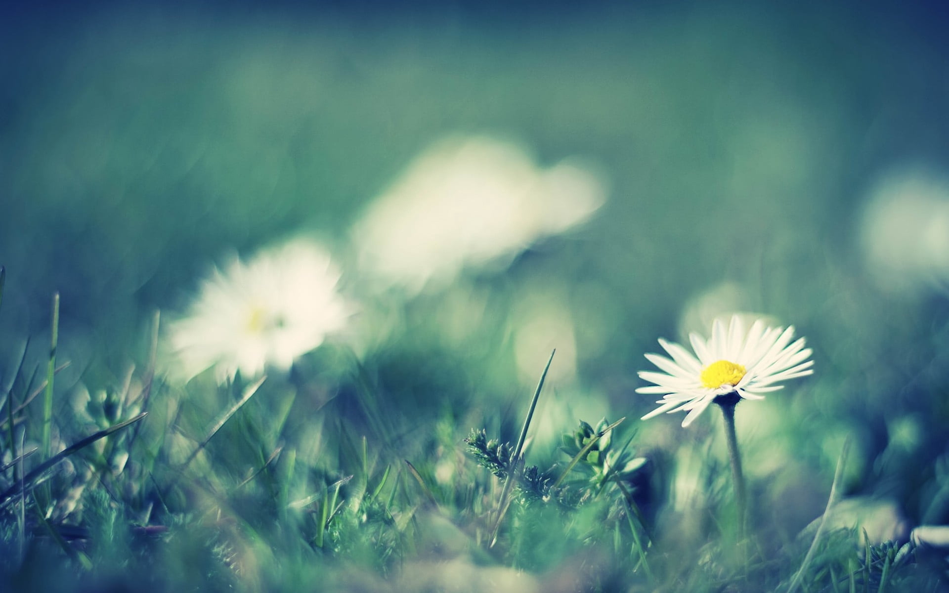 bright, macro, flowers, sunlight, flowering plant, outdoors, light - Natural Phenomenon, chamomile, growth, land, daisy, petal, pollen, green Color, blossom, HD Wallpaper